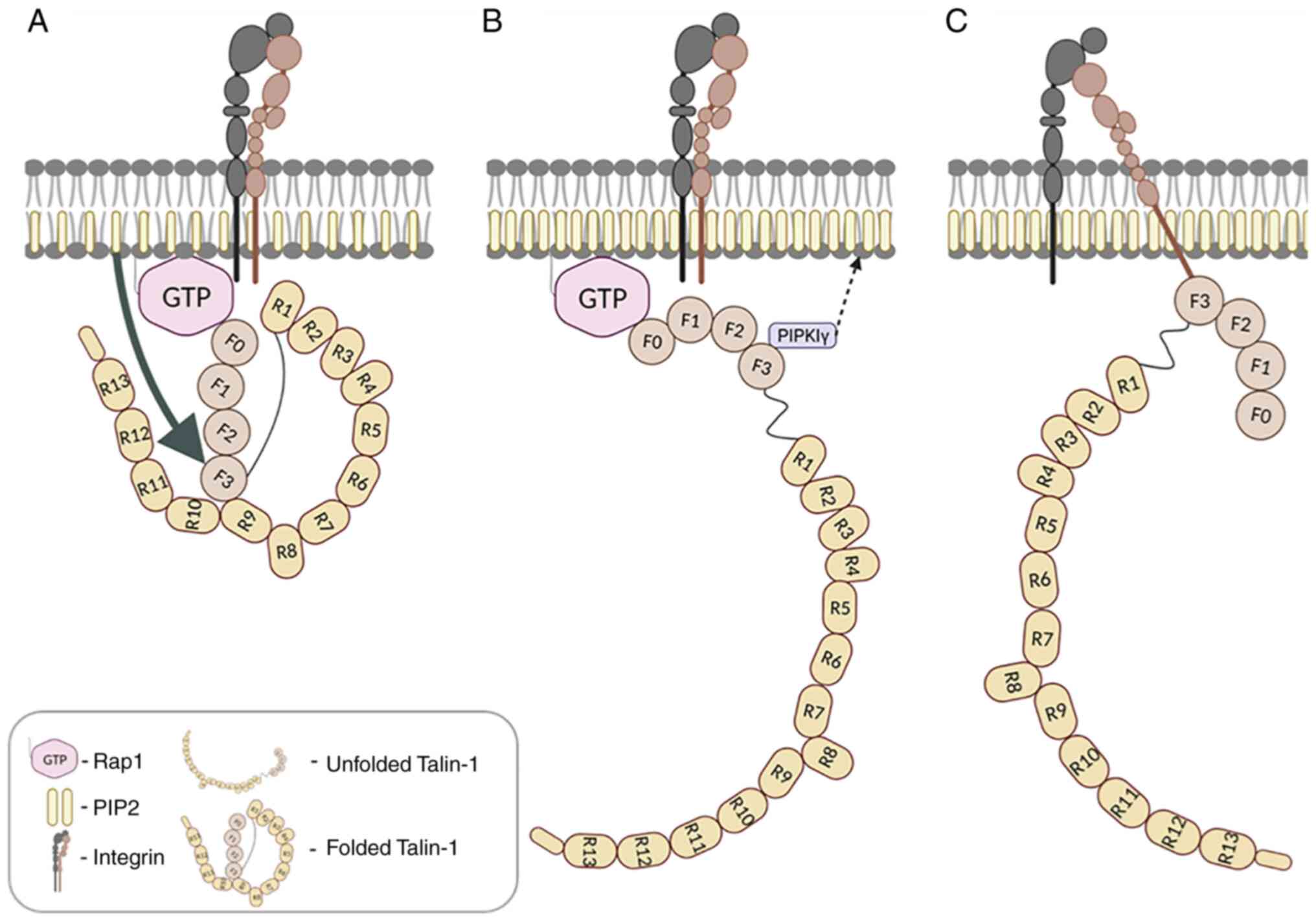 Integrin Cytoplasmic Tail Interactions