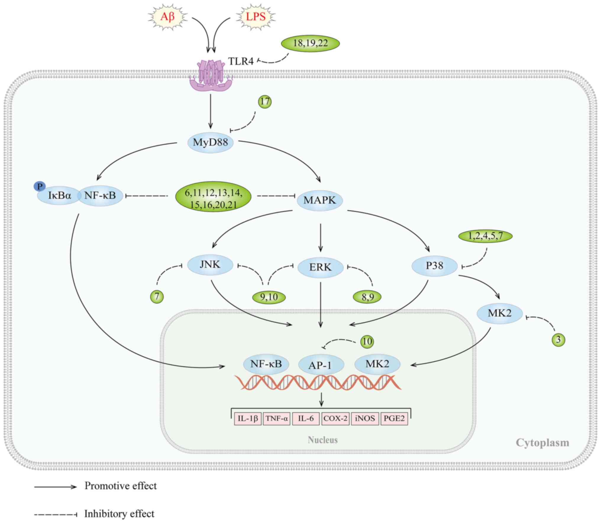 C1q binding of crude plant extracts. Crude extracts were