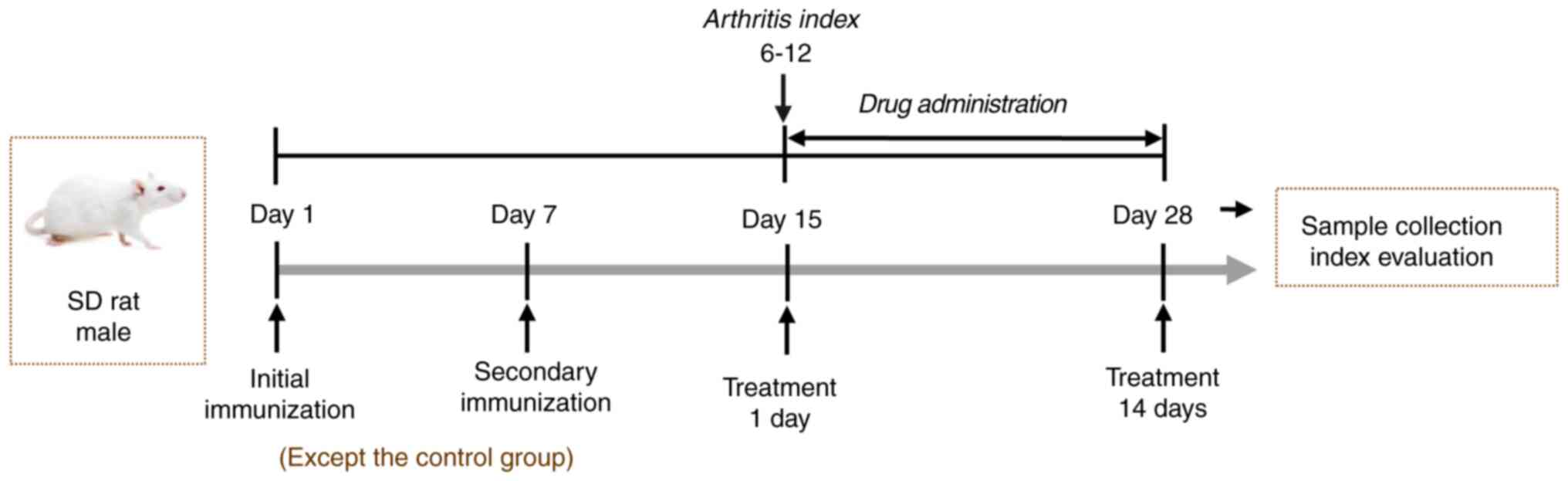 Schedule of the animal
experiment.