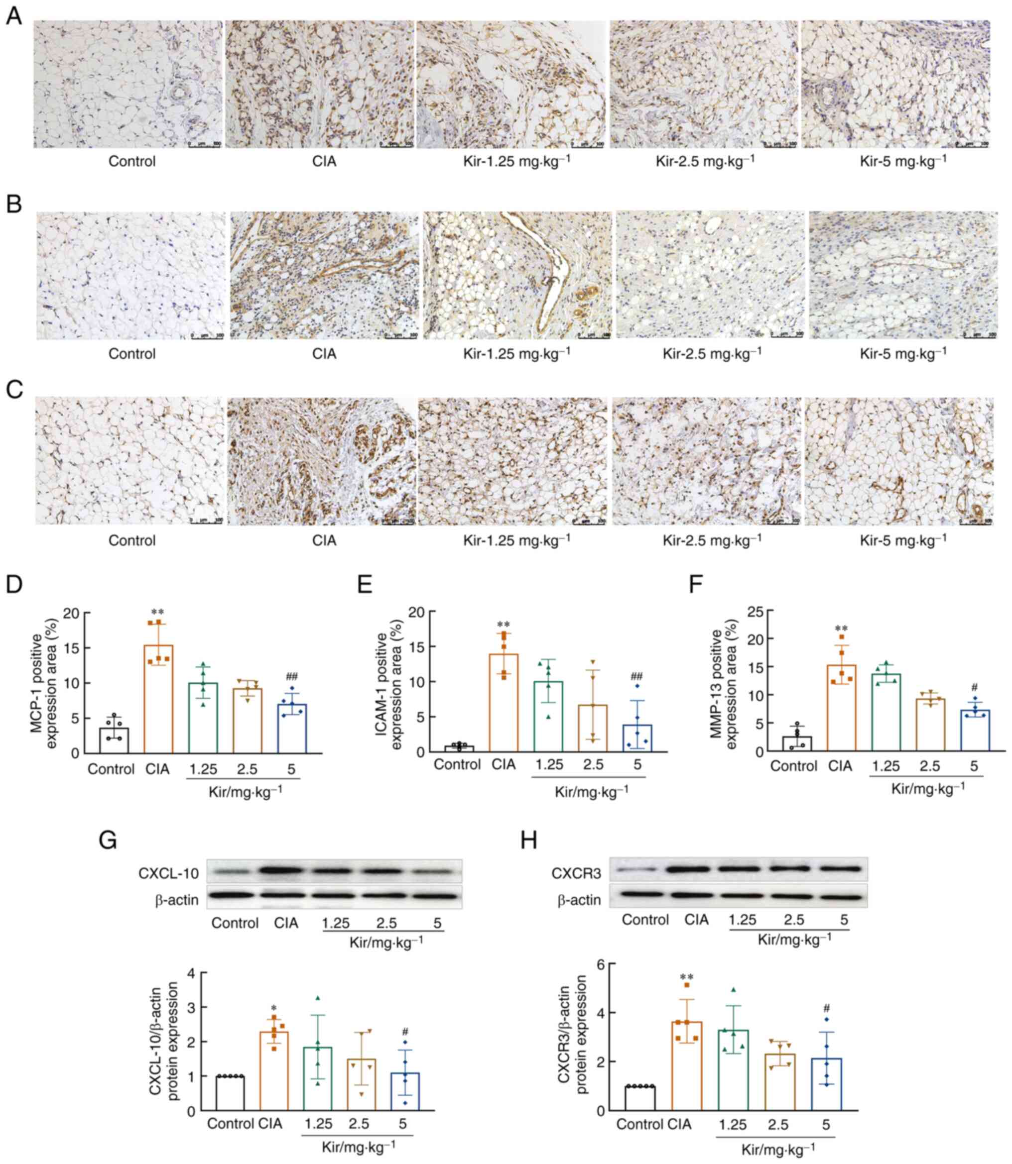 Kir inhibits inflammatory factors and
MMP-13 in the synovial tissues of CIA rats. Representative
immunohistochemical images of (A) MCP-1, (B) ICAM-1 and (C) MMP-13
in the synovial tissues of various rats (magnification, ×200).
Quantitative analysis of the immunohistochemistry of (D) MCP-1, (E)
ICAM-1 and (F) MMP-13 in the synovial tissues of various groups of
rats. Representative images and quantification of the western blot
results of (G) CXCL-10 and (H) CXCR3 protein expression. All data
are expressed as the mean ± SD (n=5). Kruskal-Wallis with Dunn's
post-test was performed in D, one-way ANOVA with Games-Howell
method in E and F and one-way ANOVA followed by Tukey test was
performed in G and H. *P<0.05, **P<0.01
vs. the control group; #P<0.05,
##P<0.01 vs. the CIA group. Kir, Kirenol; CIA,
collagen-induced arthritis; MCP-1, monocyte chemoattractant
protein-1; ICAM-1, intercellular cell adhesion molecule-1; MMP-13,
matrix metalloproteinases 13; CXCL-10, C-X-C motif chemokine
ligand-10; CXCR3, C-X-C motif chemokine receptor 3.