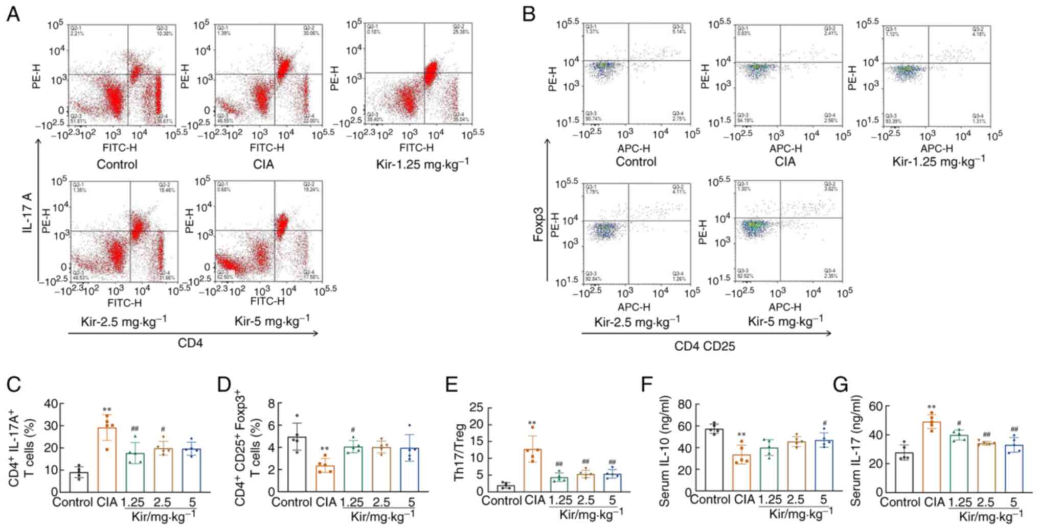 Kir mediates the differentiation of
CD4+ T cells in CIA rats. (A) Representative flow
cytometry charts of CD4+IL-17+ cells in
peripheral blood. (B) Representative flow cytometry charts of
CD4+CD25+Foxp3+ Treg cells in
peripheral blood. (C) Flow cytometric analysis of the proportion of
Th17+ cells. (D) Flow cytometric analysis of the
proportion of Treg cells. (E) The ratios of Th17/Treg cells in
peripheral blood were analyzed. (F) IL-10 and (G) IL-17 levels in
serum were determined via ELISA. All the data are expressed as the
mean ± SD (n=5). One-way ANOVA followed by Tukey test was performed
in all analyses. **P<0.01 vs. the control group;
#P<0.05, ##P<0.01 vs. the CIA group.
Kir, Kirenol; CIA, collagen-induced arthritis; Th17, T helper cell
17; IL-17, interleukin 17; IL-10, interleukin 10.