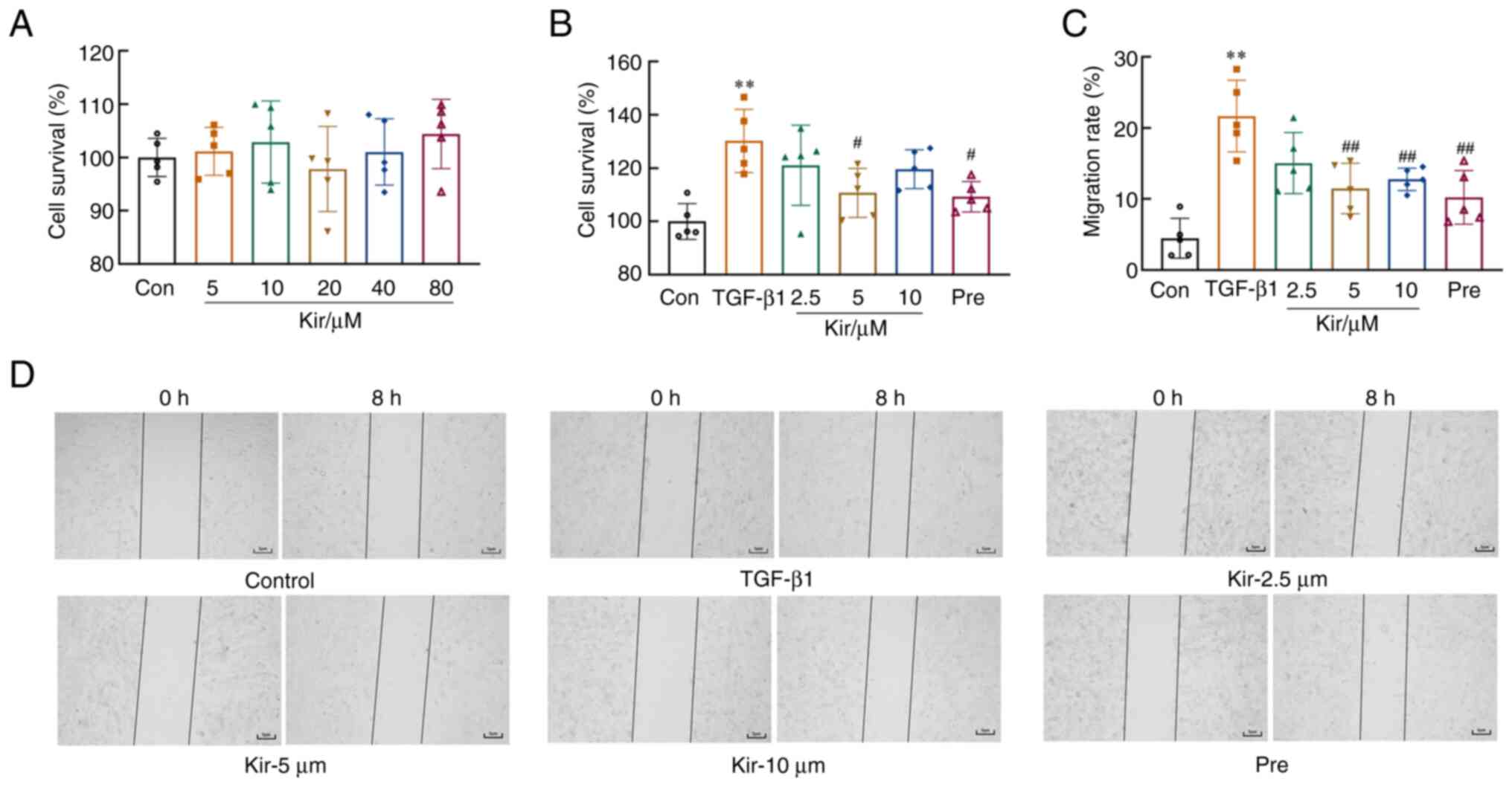Kir attenuates the proliferation and
migration of TGF-β1-induced MH7A cells. (A) Viability of MH7A cells
treated with different concentrations of Kir. (B) Effects of Kir on
the TGF-β1-induced proliferation of MH7A cells. (C and D) Effects
of Kir on the TGF-β1-mediated migration of MH7A cells
(magnification, ×50). All data are expressed as the mean ± SD
(n=5). One-way ANOVA followed by Tukey test was performed in all
analyses. **P<0.01 vs. the control group;
#P<0.05, ##P<0.01 vs. the TGF-β1 group.
Kir, Kirenol; TGF-β1, transforming growth factor-β1.