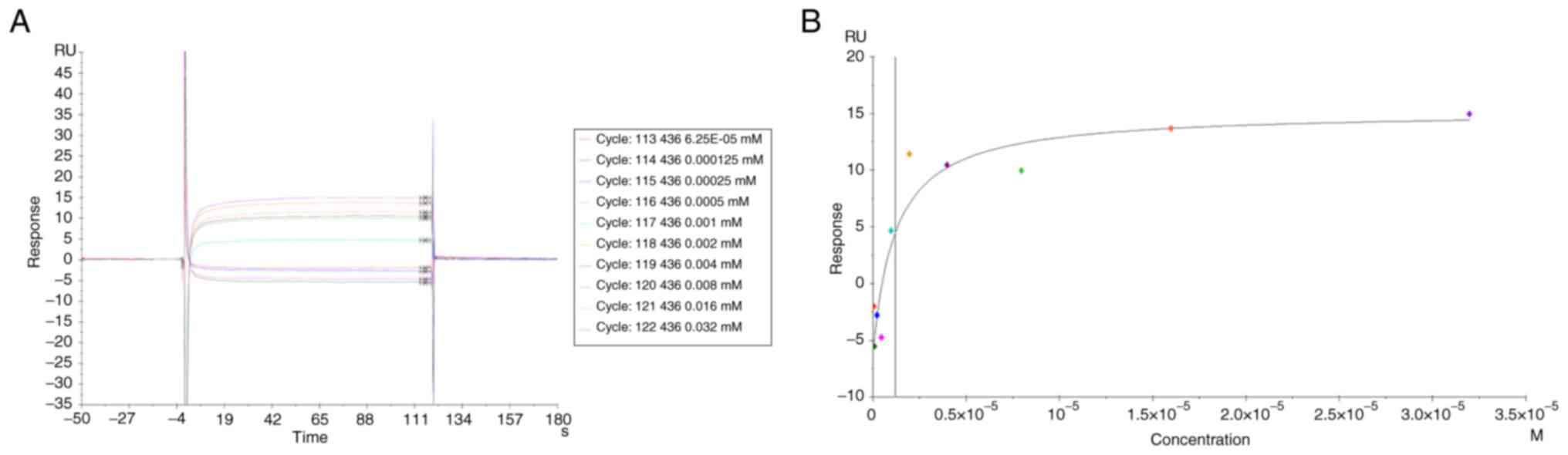 Surface plasmon resonance measurement
of the binding between Kir and Fn14. (A) Sensorgram of Kir binding
to the Fn14-immobilized chip. (B) The fitted curve for different
concentrations of Kir bound to immobilized Fn14. Kir, Kirenol;
Fn14, fibroblast growth factor-inducible immediate-early response
protein 14; RU, response unit.