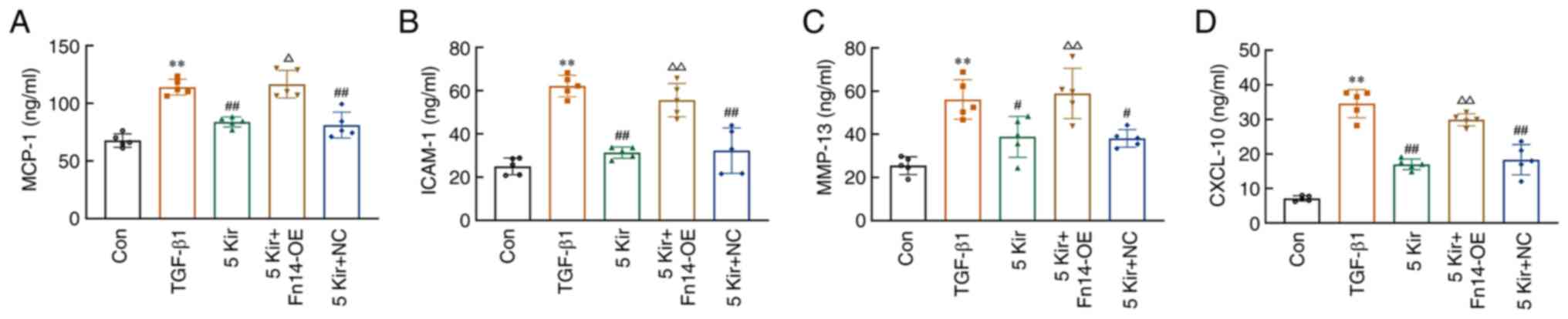 Fn14 overexpression blocks the
effects of Kir on chemokines and MMP-13 in TGF-β1-induced MH7A
cells. Levels of (A) MCP-1, (B) ICAM-1, (C) MMP-13 and (D) CXCL-10
in the cell supernatant of MH7A cells. All the data are expressed
as the mean ± SD (n=5). One-way ANOVA followed by Tukey test was
performed in C and one-way ANOVA followed by Games-Howell in A, B
and D. **P<0.01 vs. the control group,
#P<0.05 or ##P<0.01 vs. the TGF-β1
group, △P<0.05 or △△P<0.01 vs. the 5
µM Kir group. Fn14, fibroblast growth factor-inducible
immediate-early response protein 14; Kir, kirenol; MCP-1, monocyte
chemoattractant protein-1; ICAM-1, intercellular cell adhesion
molecule-1; MMP-13, matrix metalloproteinases 13; CXCL10, C-X-C
motif chemokine ligand 10.