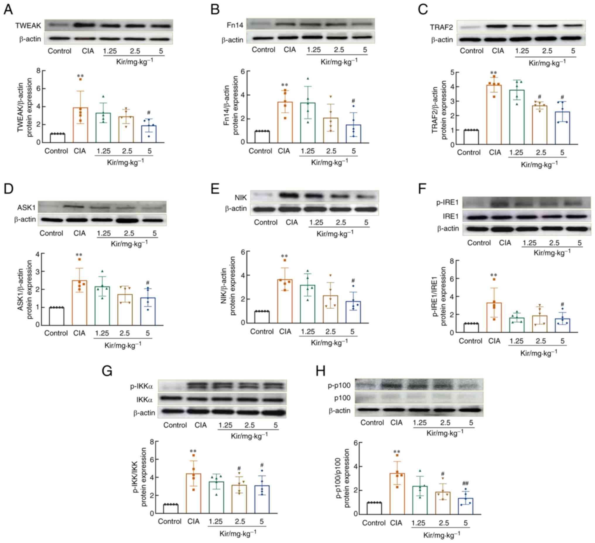 Kir attenuates the levels of
TWEAK/Fn14 pathway-associated proteins in the synovial tissues of
CIA rats. Representative western blots and quantification of the
(A) TWEAK, (B) Fn14, (C) TRAF2, (D) ASK1 and (E) NIK protein levels
and the phosphorylation of (F) IRE1, (G) IKKα and (H) p100. β-actin
was used as the loading control. All the data are expressed as the
mean ± SD (n=5). Kruskal-Wallis followed by Dunn's post-test was
performed in D, one-way ANOVA followed by Games-Howell in C and
one-way ANOVA followed by Tukey test was performed in A, B and E-H.
**P<0.01 vs. the control group, #P<0.05
or ##P<0.01 vs. the CIA group. Fn14, fibroblast
growth factor-inducible immediate-early response protein 14; Kir,
kirenol; CIA, collagen-induced arthritis; TWEAK, tumor necrosis
factor-like weak inducer of apoptosis; NIK, nuclear
factor-κB-inducing kinase; IRE1, inositol-requiring enzyme 1; IKKα,
inhibitor of κB kinase α.