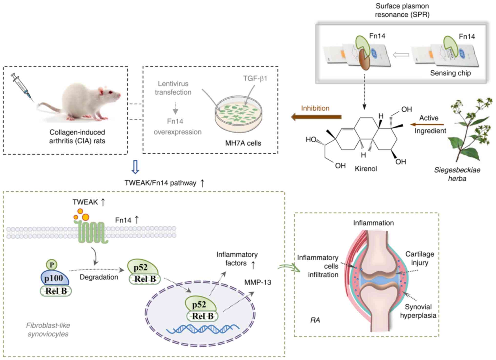 Kir relieves rheumatoid
arthritis-induced synovial cell injury via modulation of the
TWEAK/Fn14 signaling pathway in vivo and in vitro.
TWEAK, tumor necrosis factor-like weak inducer of apoptosis; Fn14,
fibroblast growth factor-inducible immediate-early response protein
14; RA, rheumatoid arthritis; NIK, nuclear factor-κB-inducing
kinase; IKKα, inhibitor of κB kinase α; MCP-1, monocyte
chemoattractant protein-1; ICAM-1, intercellular cell adhesion
molecule-1; MMP-13, matrix metalloproteinases 13; CXCL10, C-X-C
motif chemokine ligand 10; C-X-C motif chemokine receptor 3; IL-17,
interleukin 17; IL-10, interleukin 10.