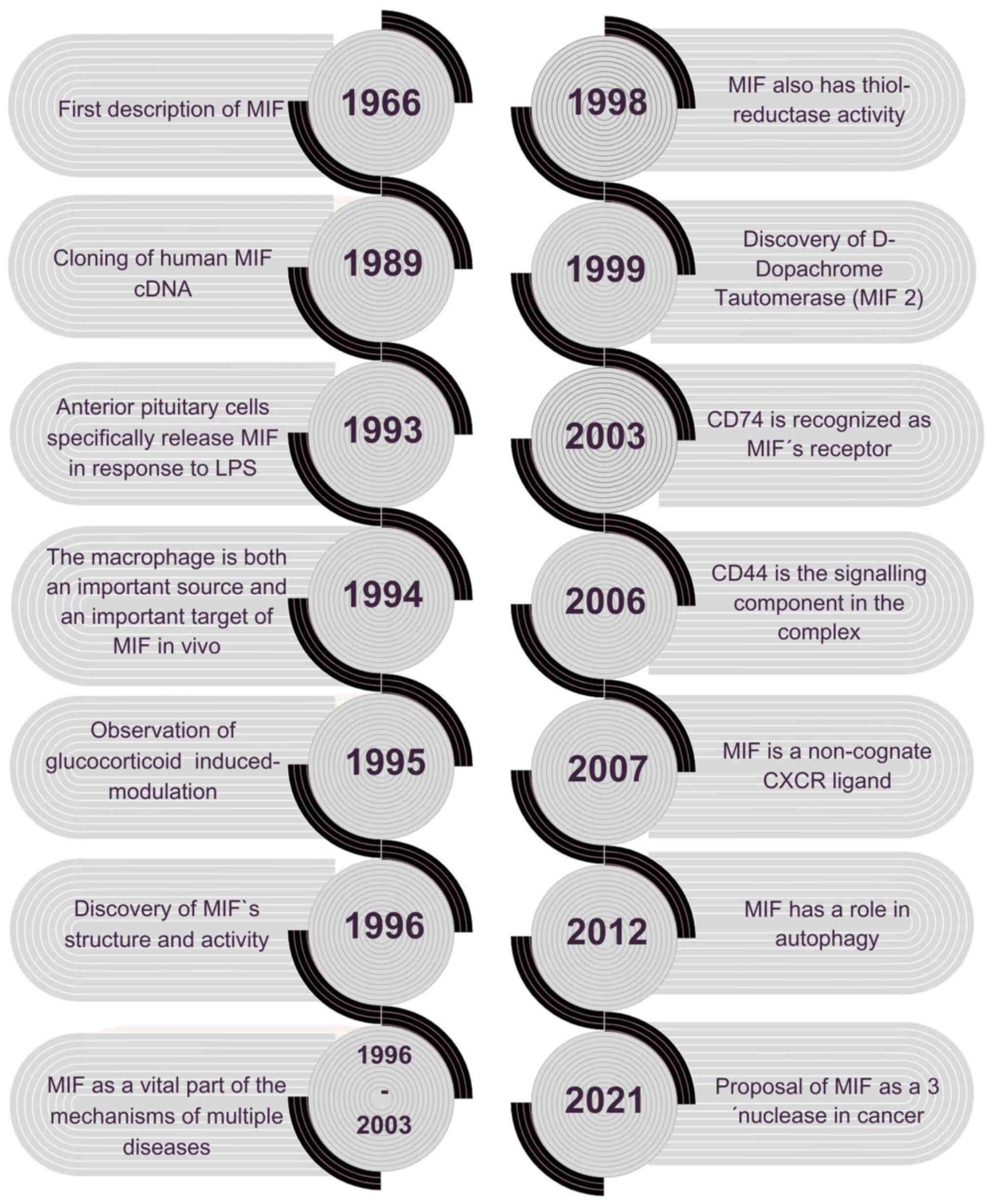 Although MIF was discovered nearly 60
years ago, our understanding of its role in a wide range of
biological processes has significantly advanced only in recent
decades. MIF, macrophage migration inhibitory factor; LPS,
lipopolysaccharide.