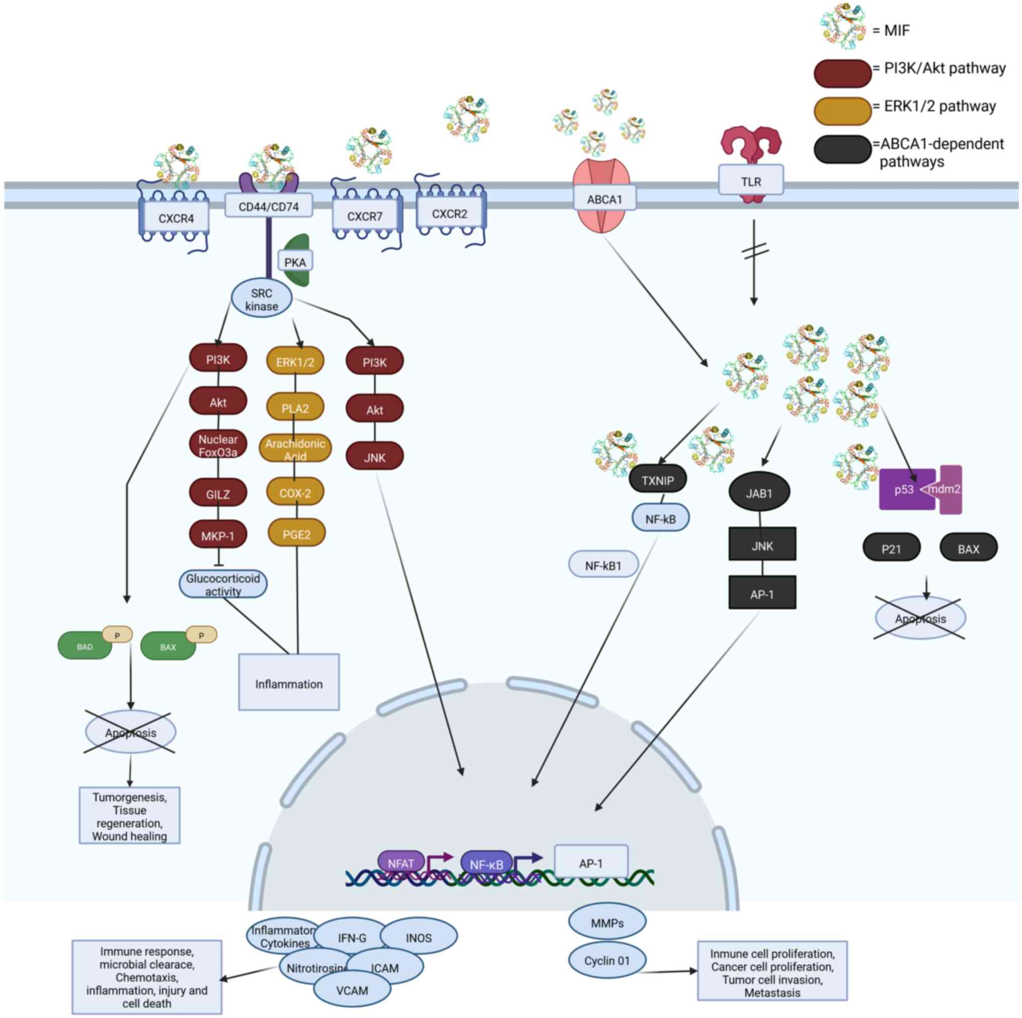 MIF signaling pathway illustrates how
this multifunctional molecule links immune response, inflammation
and oncogenic processes. CXCR2/4/7, C-X-C motif chemokine receptor
2/4/7; TLR, Toll-like receptor; ABCA1, ATP binding cassette
subfamily A member 1; ERK1/2, extracellular signal-regulated kinase
1/2; PLA2, phospholipase A2; FoxO3a, forkhead box O3a; JNK, c-Jun
N-terminal kinase; GILZ, glucocorticoid-induced leucine zipper;
COX2, cyclooxygenase-2; MKP-1, MAP kinase phosphatase 1; PGE2,
prostaglandin E2; BAD, Bcl-2-associated agonist of cell death; BAX,
Bcl-2-associated X protein; NFAT, nuclear factor of activated T
cells; AP-1, activator protein 1; IFN-&gamma;, interferon &gamma;; ICAM,
intercellular adhesion molecule; VCAM, vascular cell adhesion
molecule; iNOS, inducible nitric oxide synthase; MMPs, matrix
metalloproteinases; TXNIP, thioredoxin-interacting protein; Mdm2,
mouse double minute 2 homolog.