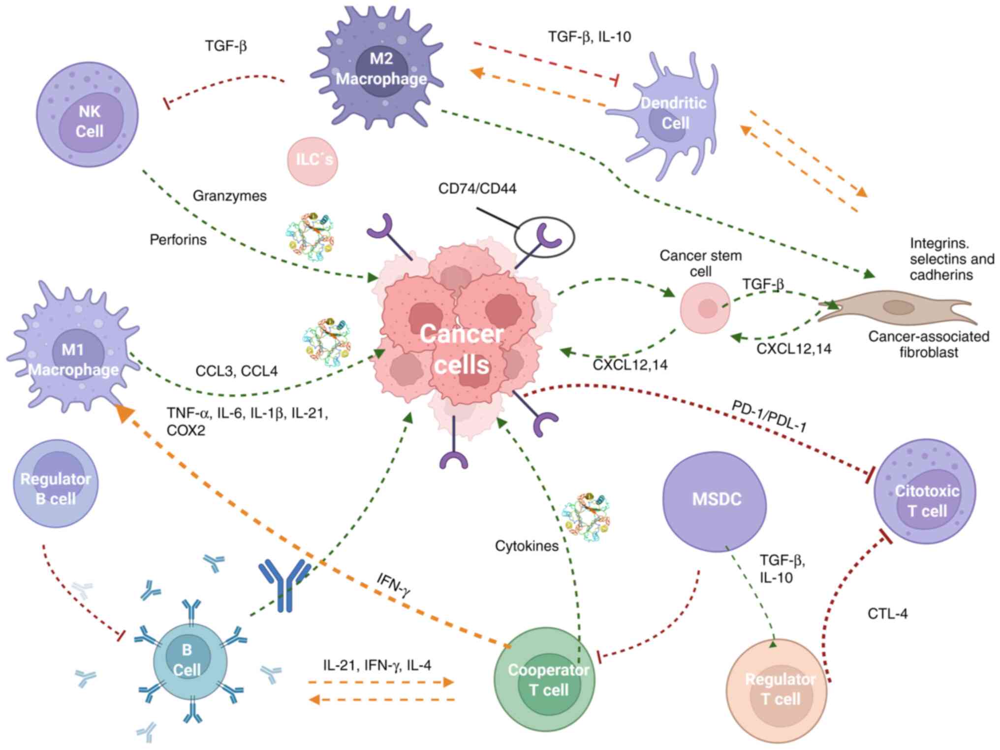 Numerous complex interactions occur
between immune cells and cancer cells within the tumor
microenvironment. This schematic provides a simplified overview of
these interactions, with emphasis on the direct pro-tumorigenic
effects of MIF. MIF contributes to immune evasion, chronic
inflammation and tumor progression through its influence on
cytokine production, immune cell polarization and signaling pathway
activation. MIF, macrophage migration inhibitory factor; NK cell,
natural killer cell; ILC, innate lymphoid cell; DC, dendritic cell;
MDSC, myeloid-derived suppressor cell; CTL, cytotoxic T lymphocyte;
TGF-&beta;, transforming growth factor-&beta;; IL, interleukin; IFN-&gamma;,
interferon-&gamma;; TNF-&alpha;, tumor necrosis factor-&alpha;; COX-2,
cyclooxygenase-2; PD-1, programmed death-1; PD-L1, programmed death
ligand-1; CXCL12/14, C-X-C motif chemokine ligand 12/14.
