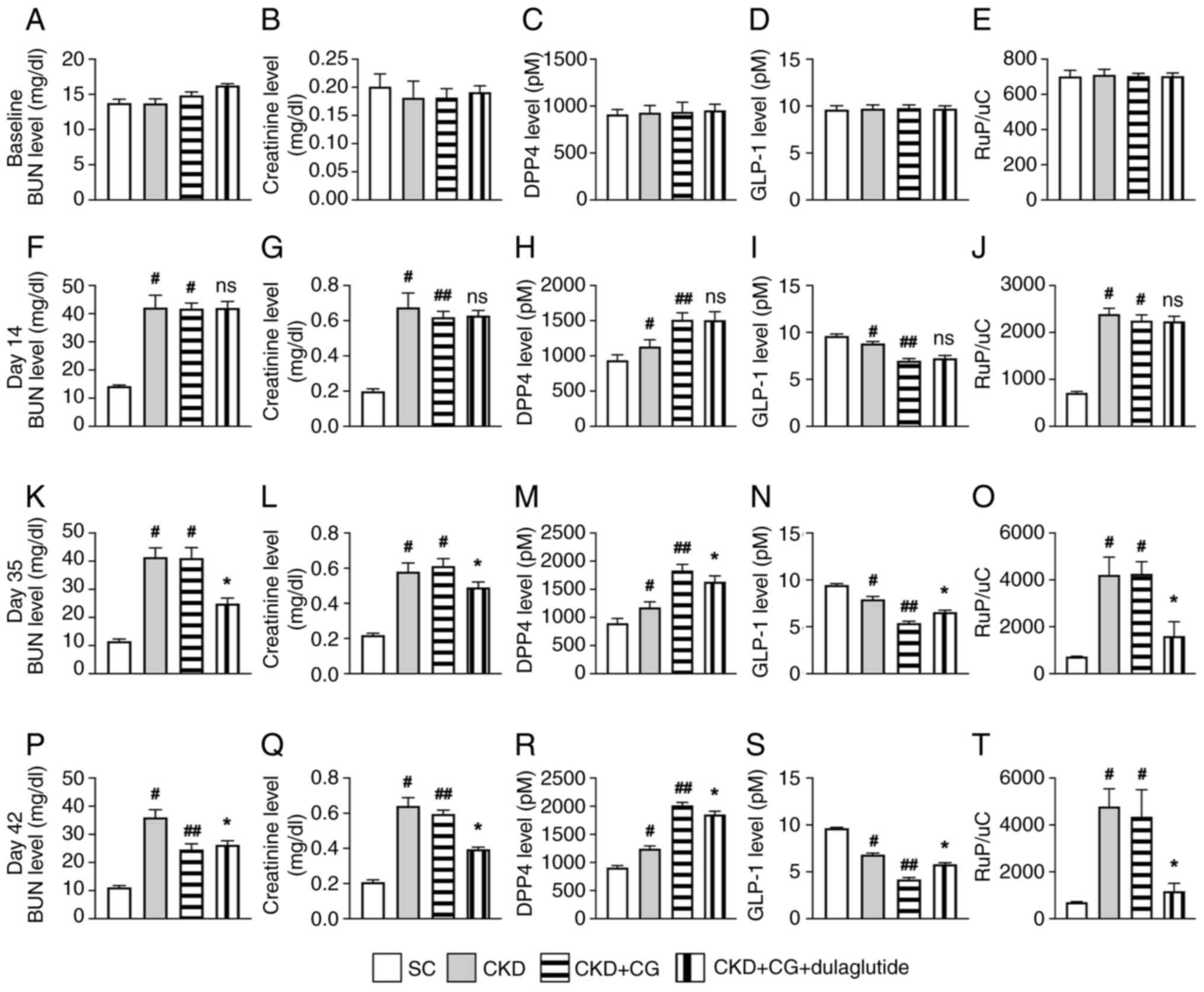 Serial changes of serum levels of
BUN, creatinine, DPP4 and GLP-1 and RUp/c. Circulating
levels of (A) BUN, (B) creatinine, (C) DPP4 and (D) GLP-1, and (E)
RUp/c at baseline. Circulating levels of (F) BUN, (G)
creatinine, (H) DPP4 and (I) GLP-1, and (J) RUp/c at day
14 after CKD induction. Circulating levels of (K) BUN, (L)
creatinine, (M) DPP4 and (N) GLP-1, and (O) RUp/c at day
35 after CKD induction. Circulating levels of (P) BUN, (Q)
creatinine, (R) DPP4 and (S) GLP-1, and (T) RUp/c at day
42 after CKD induction. All statistical analyses were performed by
one-way ANOVA, followed by Bonferroni's multiple comparisons post
hoc test (n=6/group). #P<0.05, ##P<0.01
vs. SC; *P<0.05 vs. CKD; ns, not significant. BUN,
blood urea nitrogen; CG, chlorhexidine gluconate; CKD, chronic
kidney disease; DPP4, dipeptidyl peptidase 4; GLP-1, glucagon-like
peptide 1; RuP/uC, ratio of urine protein/urine
creatinine; SC, sham control.