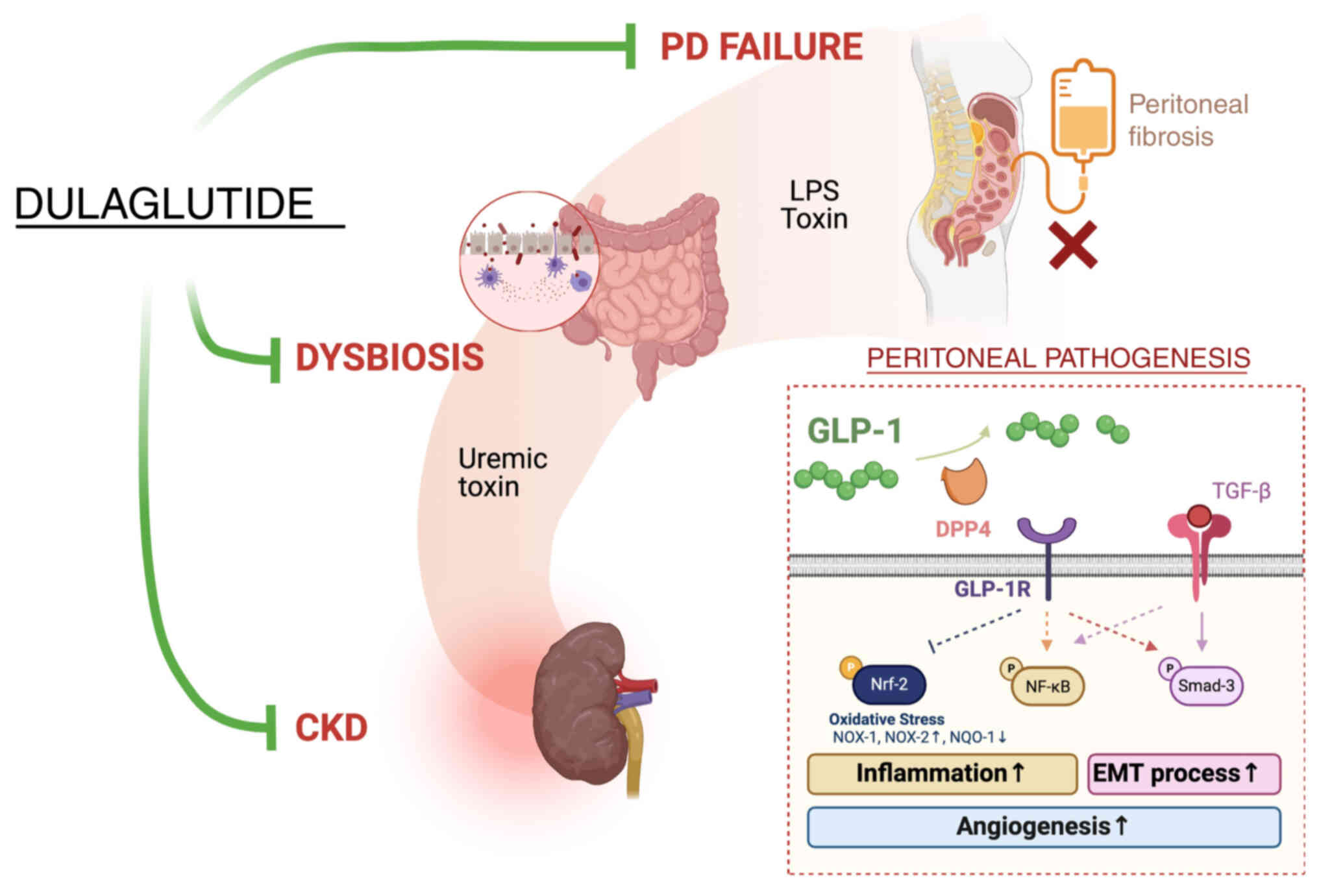 Schematic diagram of the proposed
underlying mechanims of dulaglutide treatment of peritoneal
fibrosis and PD failure. CKD, chronic kidney disease; DPP4,
dipeptidyl peptidase 4; EMT, epithelial-mesenchymal transion;
GLP-1, glucagon-like peptide 1; GLP-1R, GLP-1 receptor; LPS,
lipopolysac-charide; NQO-1, NAD(P)H-quinone oxidoreductase 1; Nrf2,
nuclear factor erythroid 2-related factor 2; PD, pertoneal
dialysis.