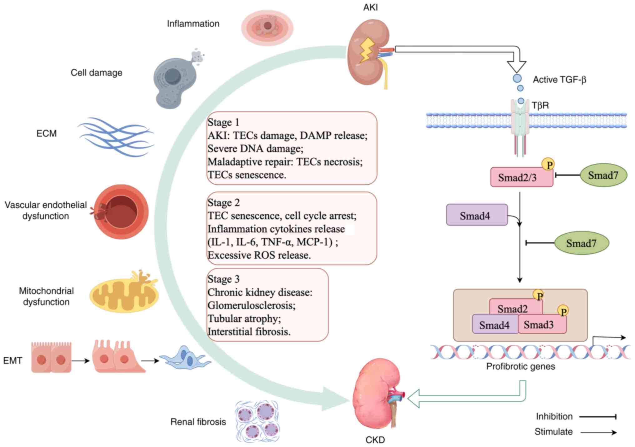 Crosstalk of TGF-β/Smad signaling
with other signaling pathways in renal fibrosis. The Figure was
created by Figdraw 2.0 (https://www.figdraw.com). AKI, acute kidney injury;
ECM, extracellular matrix; CKD, chronic kidney disease; EMT,
epithelial-to-mesenchymal transition; TEC, T-cell protein tyrosine
kinase; DAMP, damage-associated molecular patterns; MCP-1, monocyte
chemoattractant protein-1; ROS, reactive oxygen species; TβR, TGF-β
recepter.