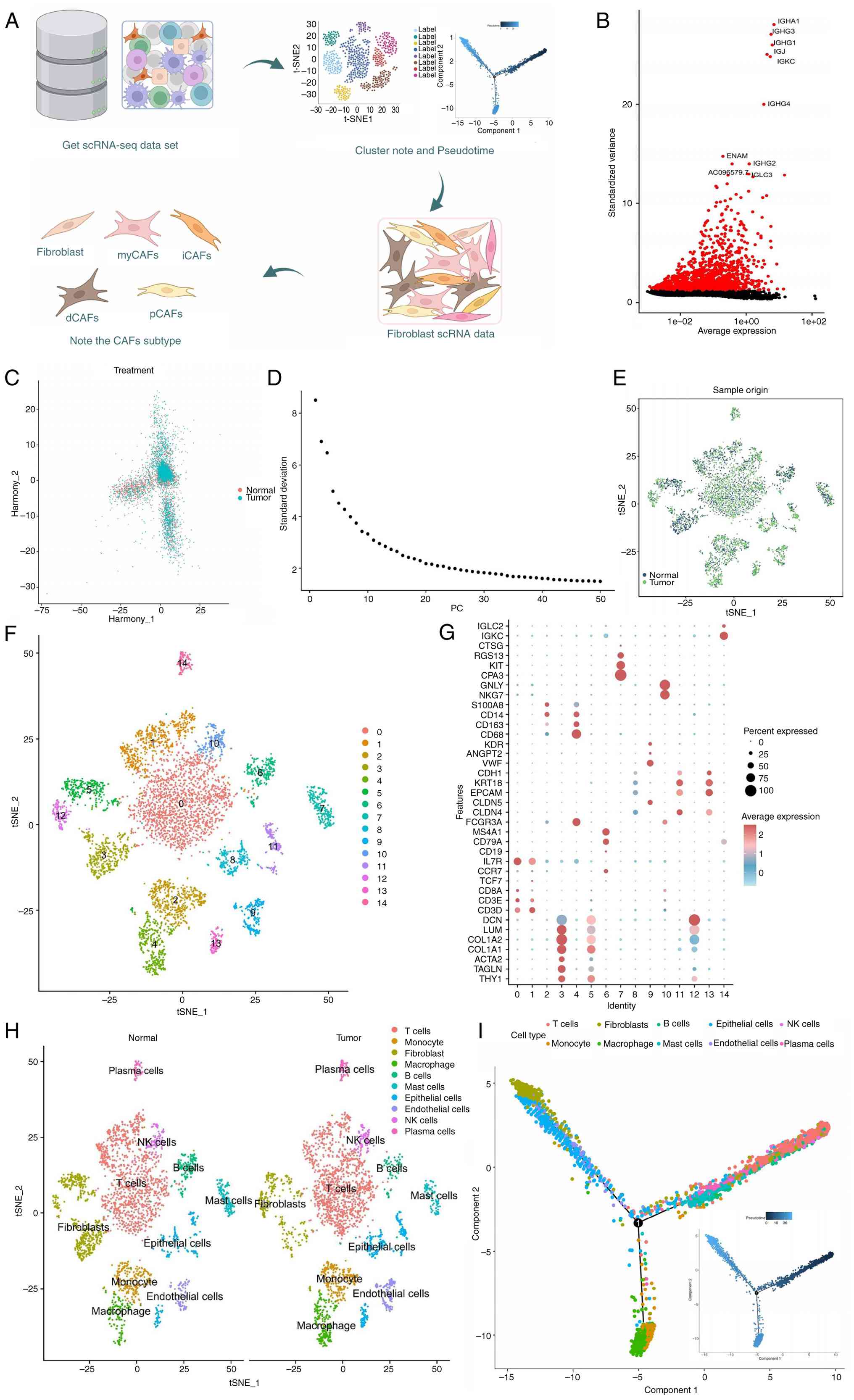 Analysis and annotation of scRNA-seq
data. (A) Simplified flowchart depicting the heterogeneity analysis
of cell populations and cancer-associated fibroblasts in the lung
cancer microenvironment. (B) Selection of highly variable genes
based on gene expression variance, highlighting the top 10 highly
variable genes. The top 2,000 highly variable genes are marked in
red, while low-variable genes are marked in black. (C) Distribution
of cells in PC_1 and PC_2 after Harmony batch correction, with each
point representing a cell. (D) Distribution of standard deviations
for PCs. (E) Two-dimensional tSNE clustering visualization showing
the clustering and distribution of cells from tumor and normal
samples, with tumor samples in green and normal samples in dark
blue. (F) tSNE clustering displaying the clustering and
distribution of cells within tissue, where each color represents a
cluster. (G) Expression levels of known cell lineage-specific
marker genes in clusters, with darker red indicating higher
expression levels and larger circles indicating more cells
expressing the gene. (H) Visualization of cell annotation results
from tSNE clustering, along with the distribution in normal and
tumor tissues, where each color represents a cell subpopulation.
(I) Cell trajectory construction based on pseudotime (indicated by
color gradients from dark to light corresponding to early to late
pseudotime) and cell subtypes, including T cells, monocytes,
fibroblasts, macrophages, B cells, mast cells, epithelial cells,
endothelial cells, NK cells and plasma cells (each group n=6). PC,
principal component; tSNE, the t-distributed stochastic neighbor
embedding; NK, natural killer; scRNA-seq, single-cell RNA
sequencing; CAF, cancer-associated fibroblast; myCAF,
myofibroblastic CAF; iCAF, inflammatory CAF; dCAF, desmoplastic
CAF; pCAF, proliferative CAF.