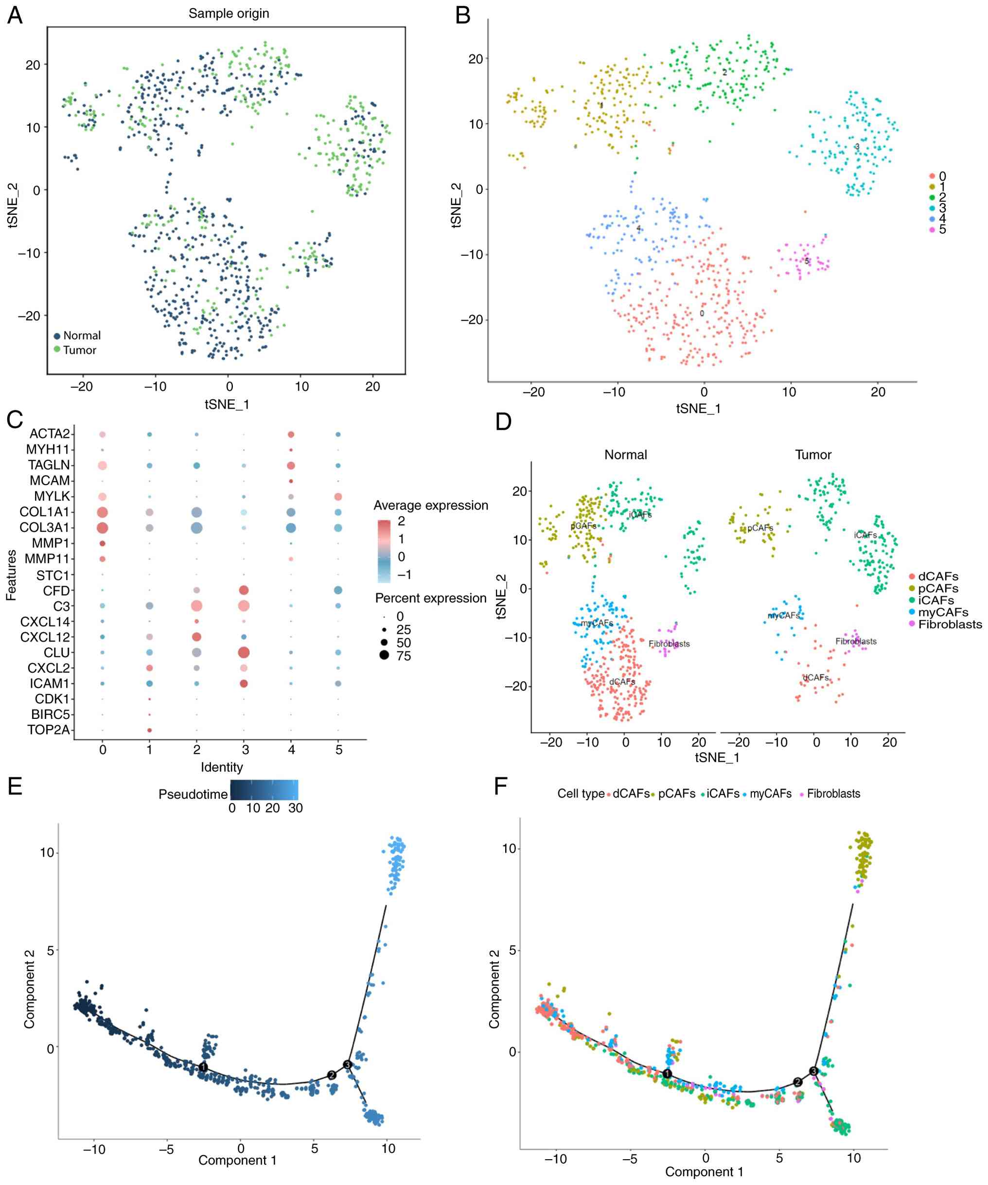 Reclustering and annotation of
fibroblasts in scRNA-sequencing data. (A) Two-dimensional tSNE
clustering visualization showing the clustering and distribution of
T cells from normal and tumor samples, with normal samples in dark
blue and tumor samples in green. (B) tSNE clustering displaying the
clustering and distribution of fibroblasts, where each color
represents a cluster. (C) Expression patterns of known cell
lineage-specific marker genes in clusters, with darker red
indicating higher expression levels and larger circles indicating
more cells expressing the gene. (D) Visualization of fibroblast
annotation results from tSNE clustering, where each color
represents a cell subpopulation. (E) Construction of cell
trajectories based on pseudotime. The pseudotime is indicated by
the color gradient in the figure, with darker colors representing
earlier states and lighter colors representing later pseudotime.
(F) Construction of cell trajectories based on cell subpopulations,
including dCAFs, pCAFs, iCAFs, myCAFs and unclassified fibroblasts;
each group n=6. tSNE, the t-distributed stochastic neighbor
embedding; CAF, cancer-associated fibroblast; myCAF,
myofibroblastic CAF; iCAF, inflammatory CAF; dCAF, desmoplastic
CAF; pCAF, proliferative CAF.