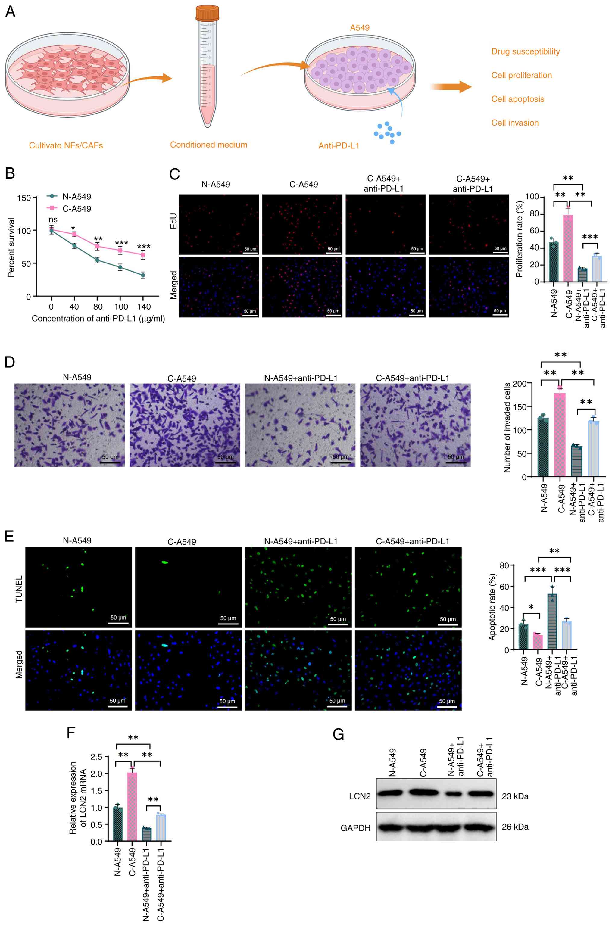Impact of CAFs on lung cancer cell
resistance to anti-PD-L1 immunotherapy. (A) Diagram outlining the
influence of CAFs on the resistance of lung cancer cells to
anti-PD-L1 immunotherapy. (B) Cell Counting Kit-8 assay measuring
the sensitivity of A549 cells to anti-PD-L1 treatment. *P<0.05,
**P<0.01 and ***P<0.001 vs. N-A549. (C) EdU labeling
experiment evaluating the proliferative capacity of A549 cells
(scale bar, 25 µm), with EdU labeled in green fluorescence and DAPI
in blue fluorescence. (D) Transwell assay assessing the invasive
ability of A549 cells (scale bar, 50 µm). (E) TUNEL labeling
experiment detecting the apoptotic status of A549 cells (scale bar,
25 µm), with TUNEL staining in green fluorescence and DAPI staining
in blue fluorescence. (F) Expression of LCN2 mRNA in A549 cells
cultured with CM from NFs and CAFs. (G) Protein expression of LCN2
in A549 cells cultured with CM from NFs and CAFs. *P<0.05,
**P<0.01 and ***P<0.001. All cell experiments were conducted
in triplicate. One-way ANOVA with Tukey's multiple comparisons test
was used for (B) and unpaired two-tailed Student's t-test was used
for (C-G). LCN2, lipocalin 2; CAFs, cancer-associated fibroblasts;
PD-L1, programmed death-ligand 1; NFs, normal fibroblasts; CM,
conditioned medium; ns, not significant (P>0.05).