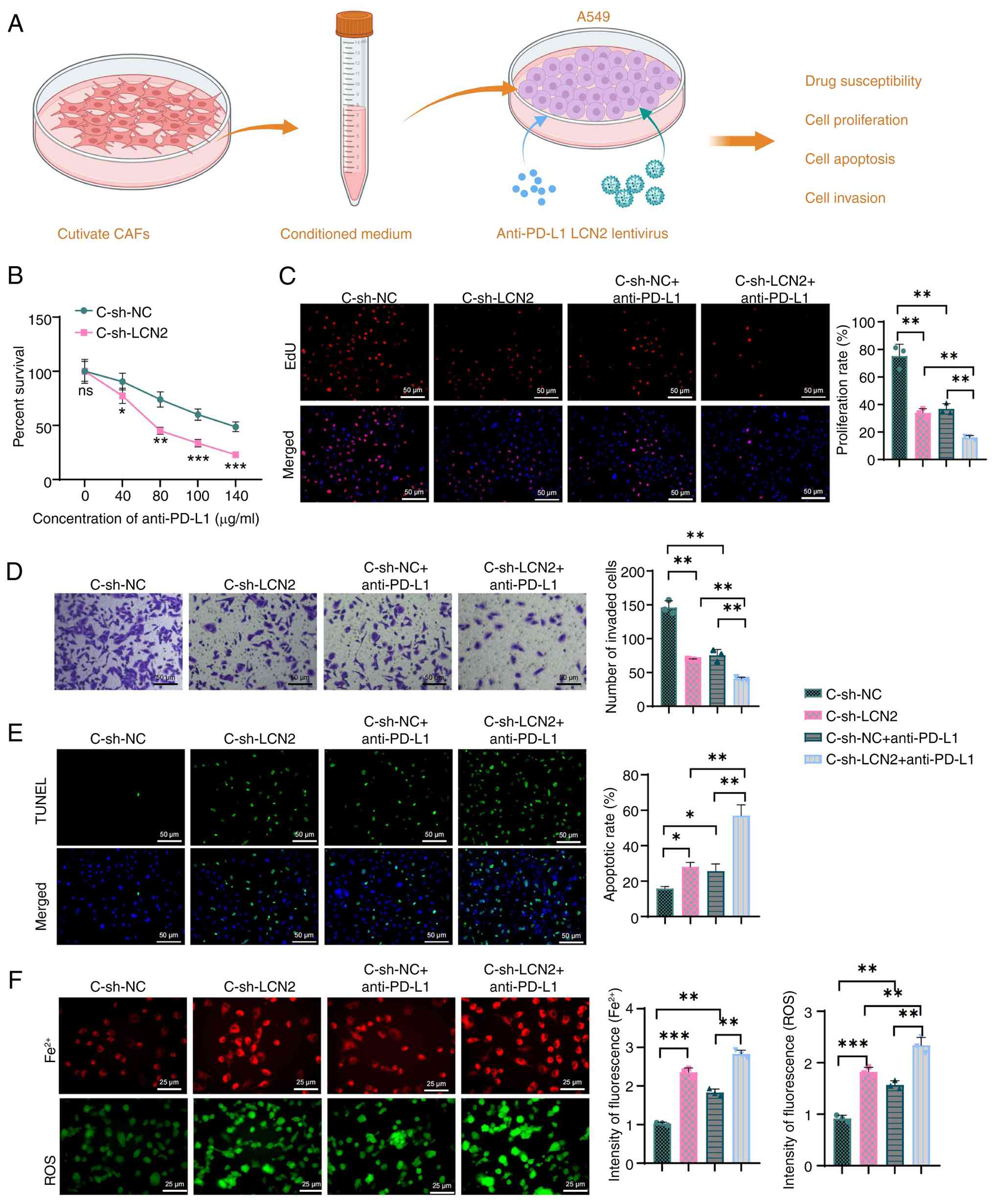 Impact of CAFs on anti-PD-L1
immunotherapy resistance in lung cancer cells via LCN2 expression.
(A) Simplified flowchart depicting how CAFs influence anti-PD-L1
immunotherapy resistance in lung cancer cells through LCN2
expression. (B) Cell Counting Kit-8 assay assessing the sensitivity
of A549 cells to anti-PD-L1 treatment. *P<0.05, **P<0.01 and
***P<0.001 vs. C-sh-NC. (C) EdU labeling experiment evaluating
the proliferative capacity of A549 cells (scale bar, 25 µm), with
EdU labeled in green fluorescence and DAPI in blue fluorescence.
(D) Transwell assay investigating the invasive ability of A549
cells (scale bar, 50 µm). (E) TUNEL staining analyzing the
apoptotic status of A549 cells (scale bar, 25 µm), with TUNEL
staining in green fluorescence and DAPI in blue fluorescence. (F)
Measurement of intracellular Fe2+ and ROS levels (scale
bar, 25 µm); *P<0.05, **P<0.01 and ***P<0.001; all cell
experiments were conducted in triplicate. One-way ANOVA with
Tukey's multiple comparisons test was used for (B-F). CAFs,
cancer-associated fibroblasts; PD-L1, programmed death-ligand 1;
ROS, reactive oxygen species; sh-, short hairpin; NC, negative
control; Fe2+, iron; ns, not significant
(P>0.05).
