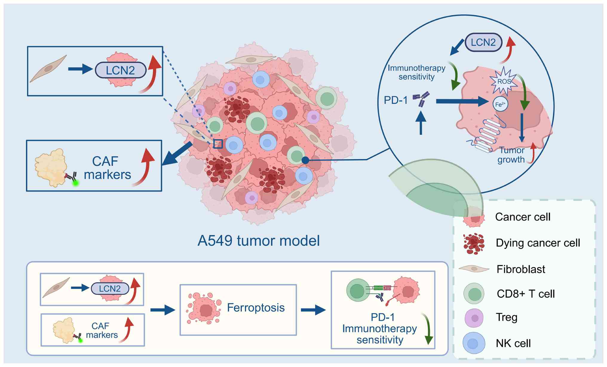 Induction of ferroptosis in lung
cancer cells with anti-programmed death-ligand 1 immunotherapy
resistance via CAF regulation of LCN2 expression. CAF,
cancer-associated fibroblast; LCN2, lipocalin 2; ROS, reactive
oxygen species; PD-1, programmed cell death protein 1;
Fe2+, iron; Treg, regulatory T cell; NK, natural
killer.