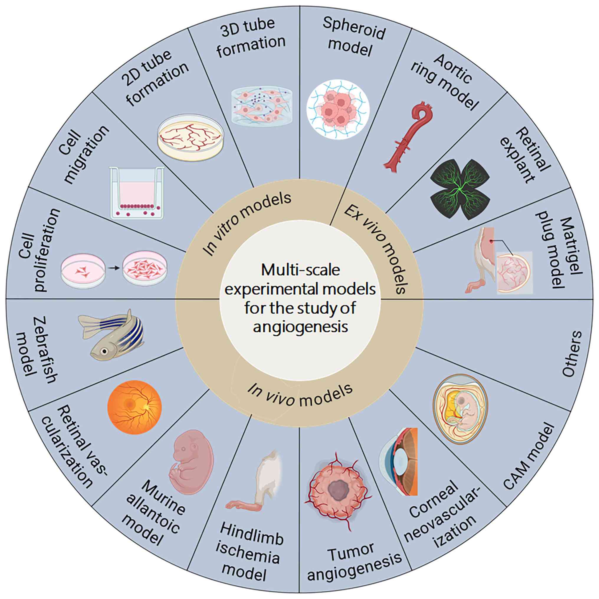 Multi-scale experimental models for
investigating angiogenesis. These diverse models include
endothelial cell proliferation, migration, two-dimensional tube
formation and three-dimensional tubulogenesis in vitro,
vessel outgrowth from retinal explants and aortic rings ex
vivo and in vivo assays (such as hindlimb ischemia
models, corneal neovascularization assays, retinal vascularization
assays, zebrafish models, CAM assays and tumor angiogenesis
models). CAM, chick chorioallantoic membrane.