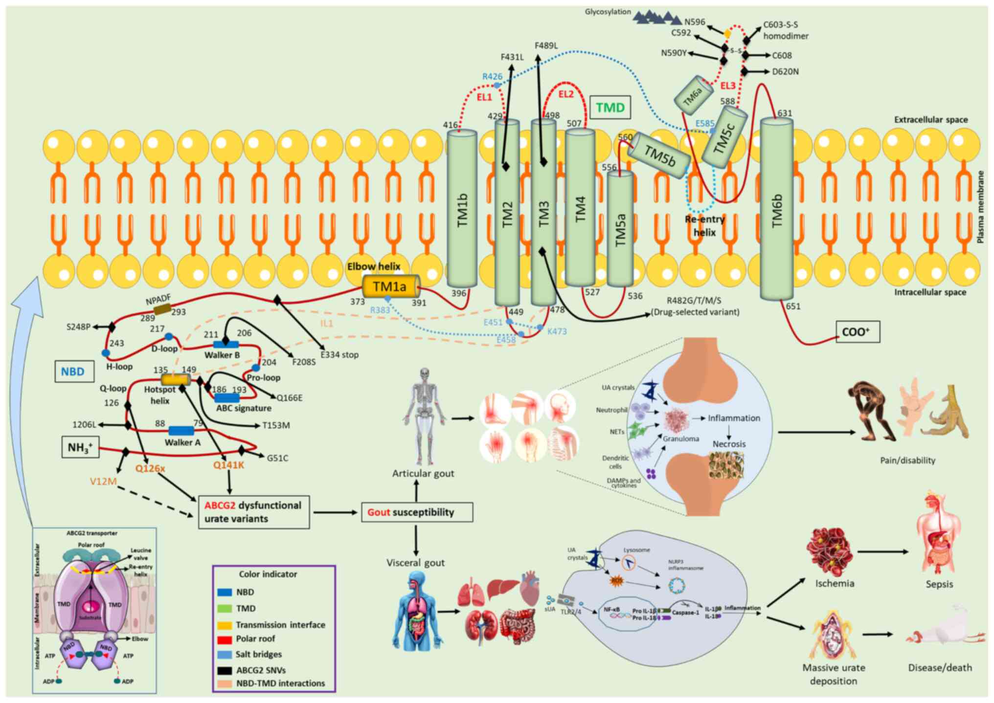 International Journal of Molecular Medicine