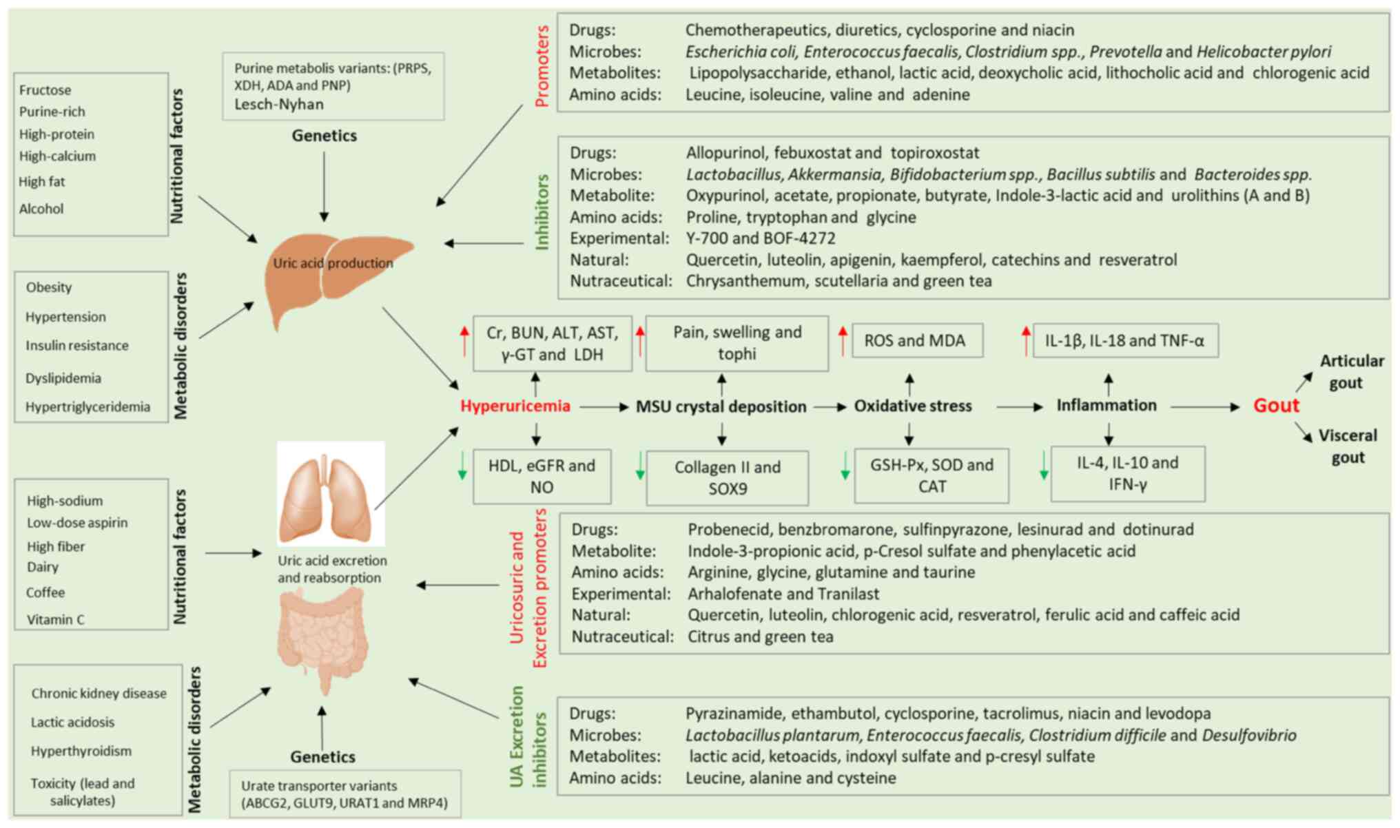 International Journal of Molecular Medicine
