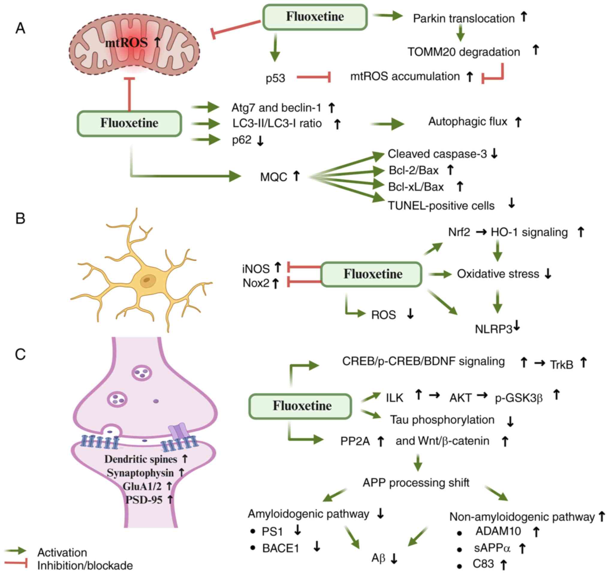 International Journal of Molecular Medicine