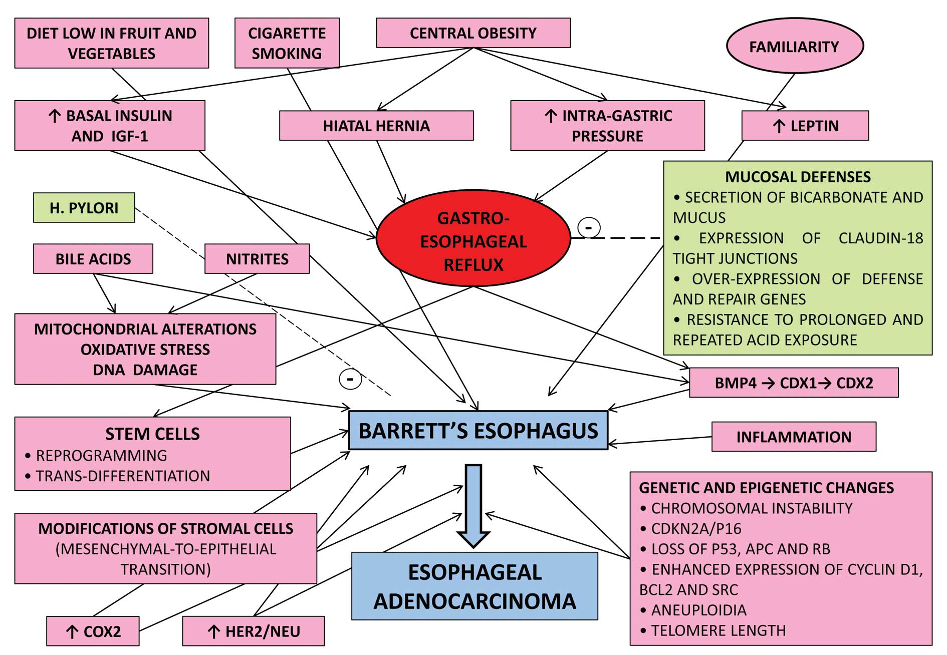 What is the best Barrett's esophagus diet?