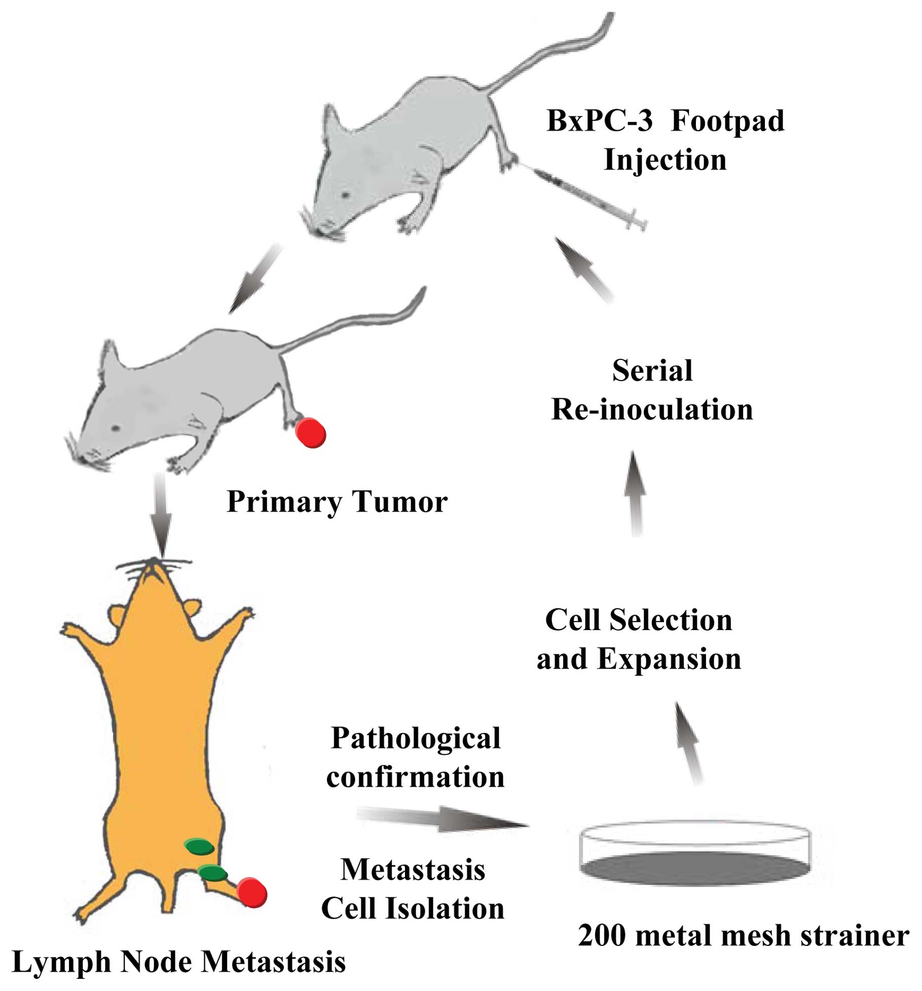 Mice cells. КСЕНОГРАФТ мышь. Среда in vivo. In vivo tumor model.