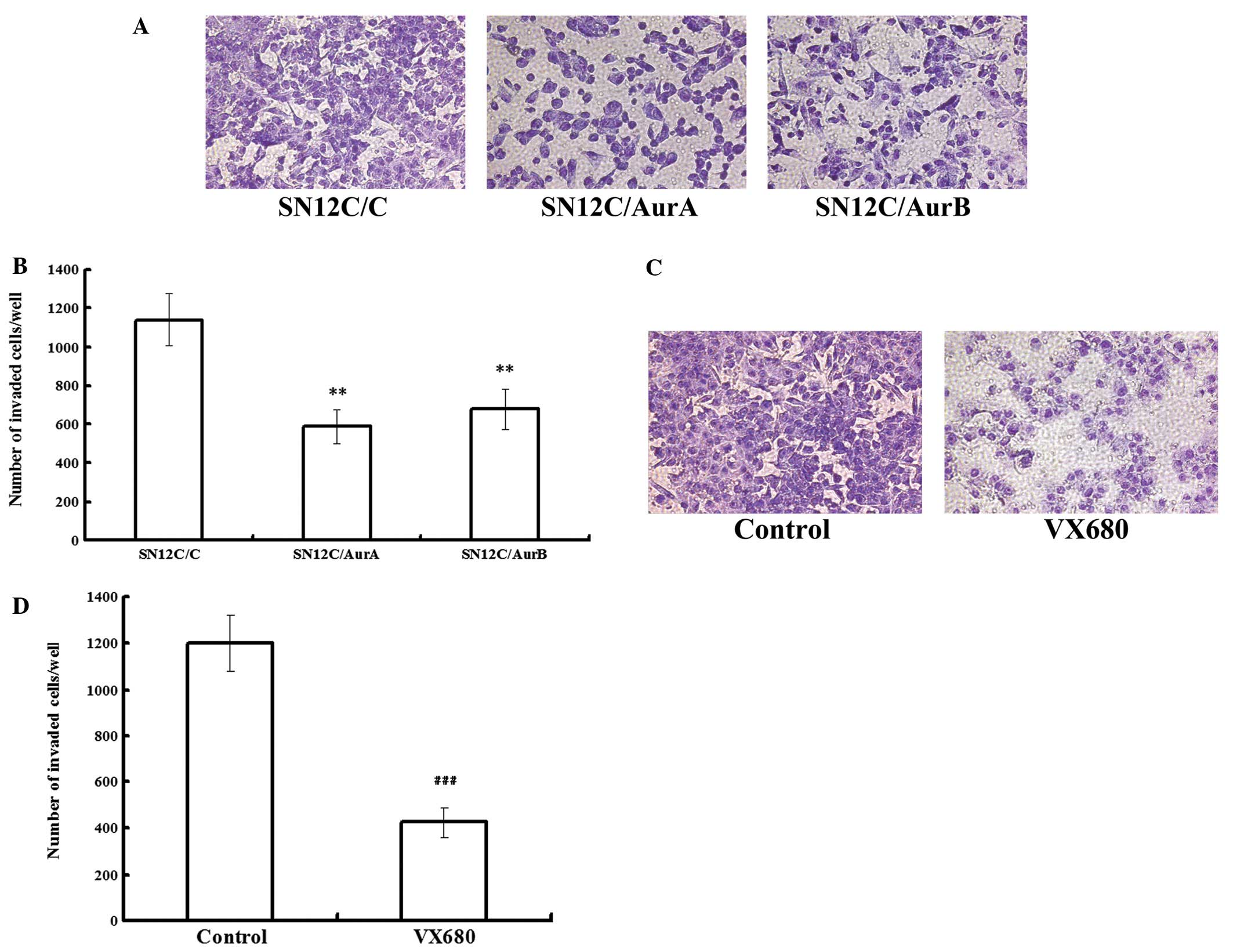 Enhancement of radiation response in p53-deficient cancer 
