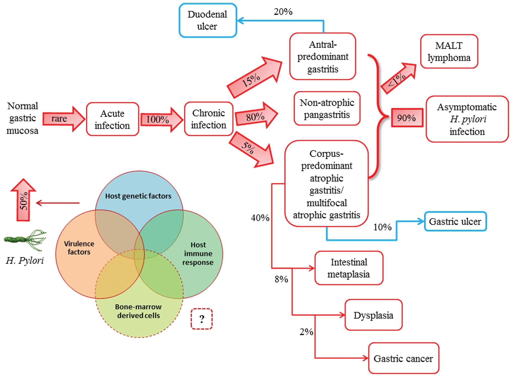 What bacteria is associated with gastritis in the abdominal antrum?