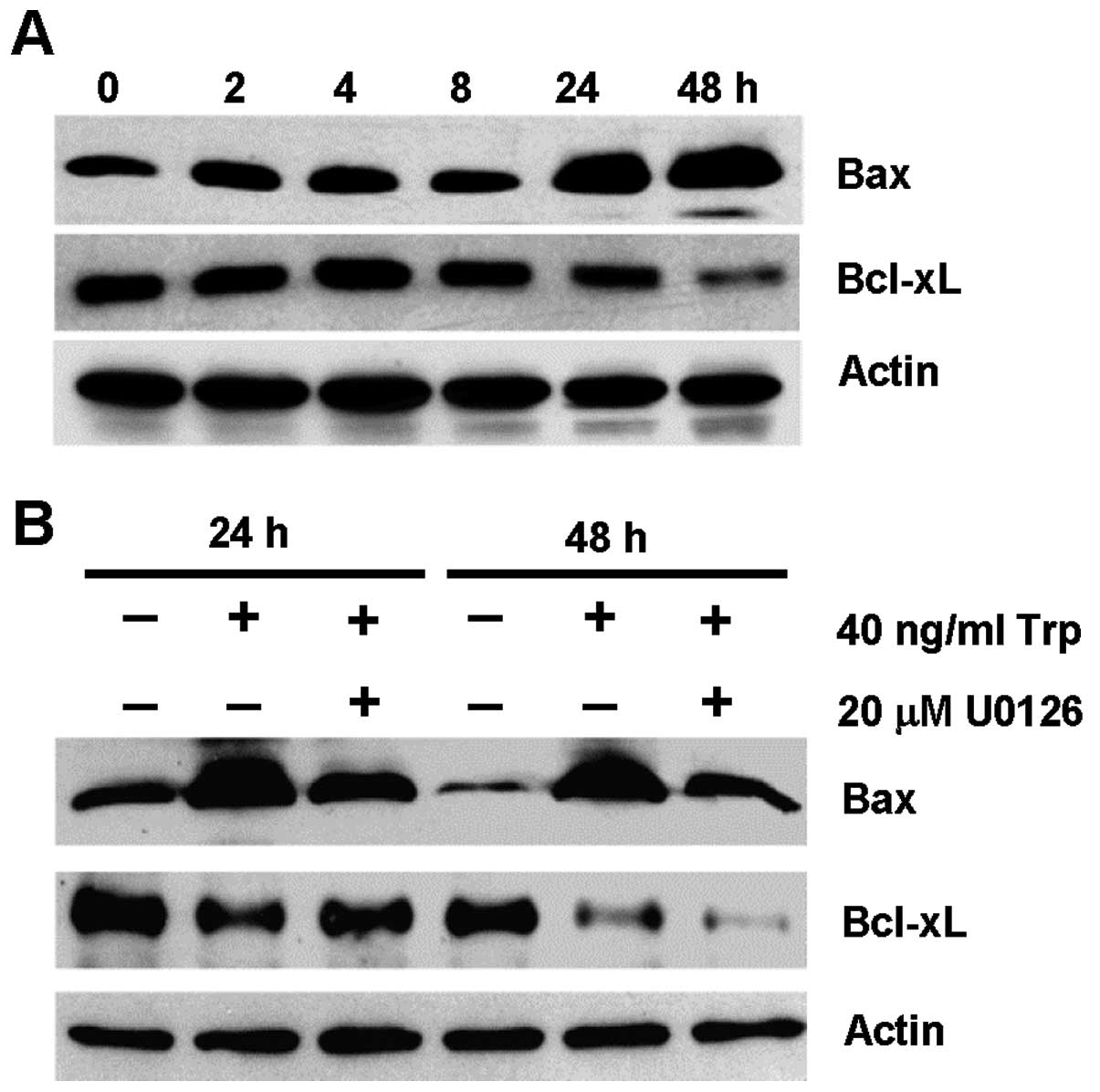 Role Of Oxidative Stress Endoplasmic Reticulum Stress And Erk Activation In Triptolide Induced Apoptosis