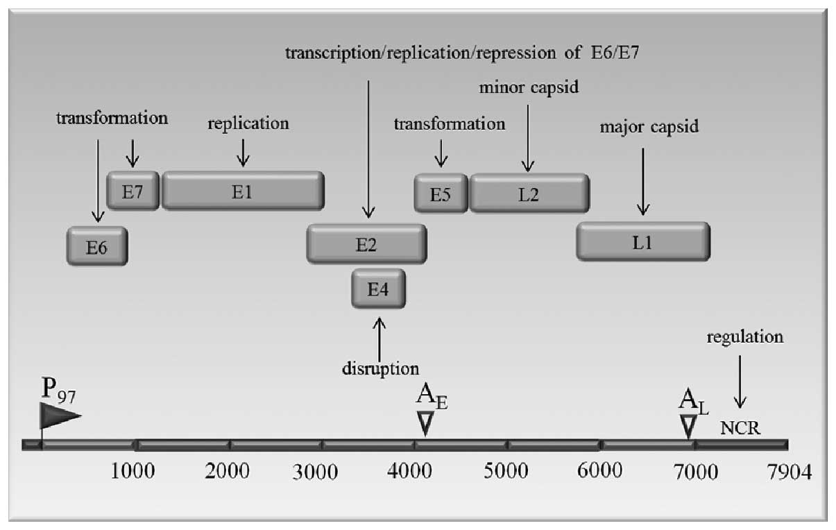 Human papillomavirus type 16 gene