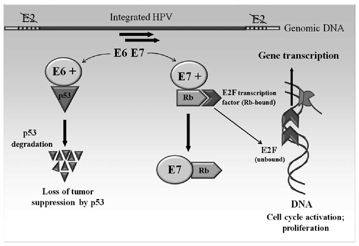 human papillomavirus oncogenes