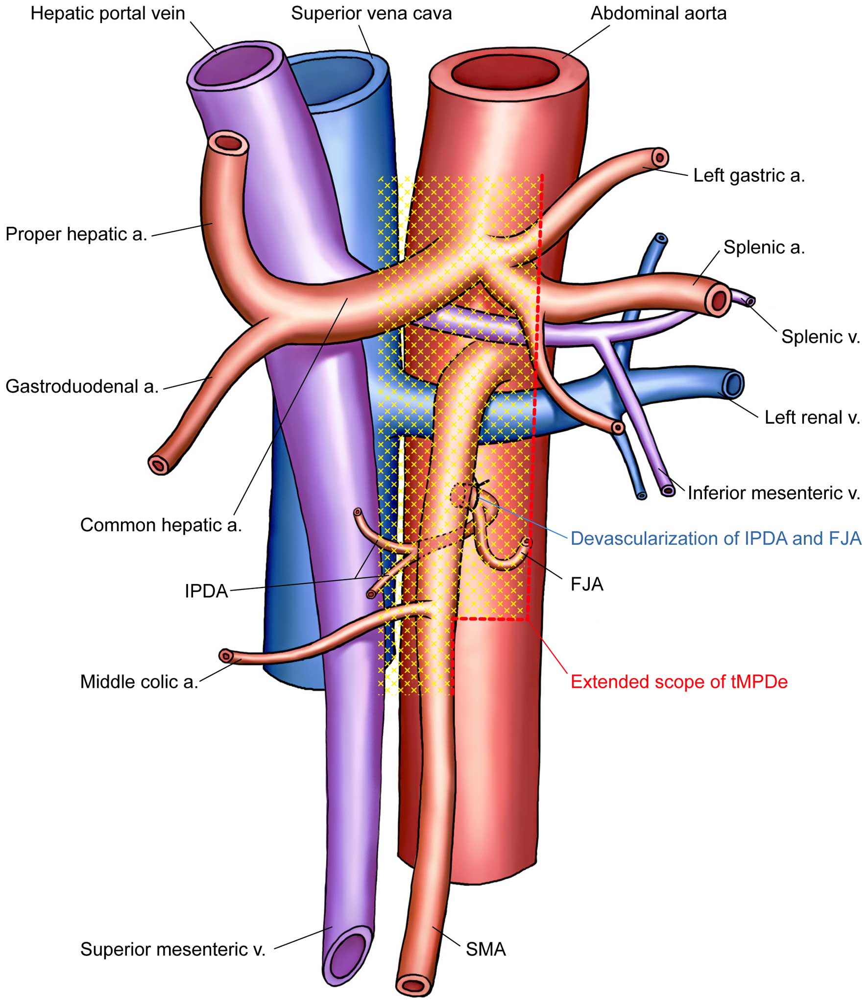 Система вен печени. Печеночные вены анатомия. Печеночная Вена анатомия.