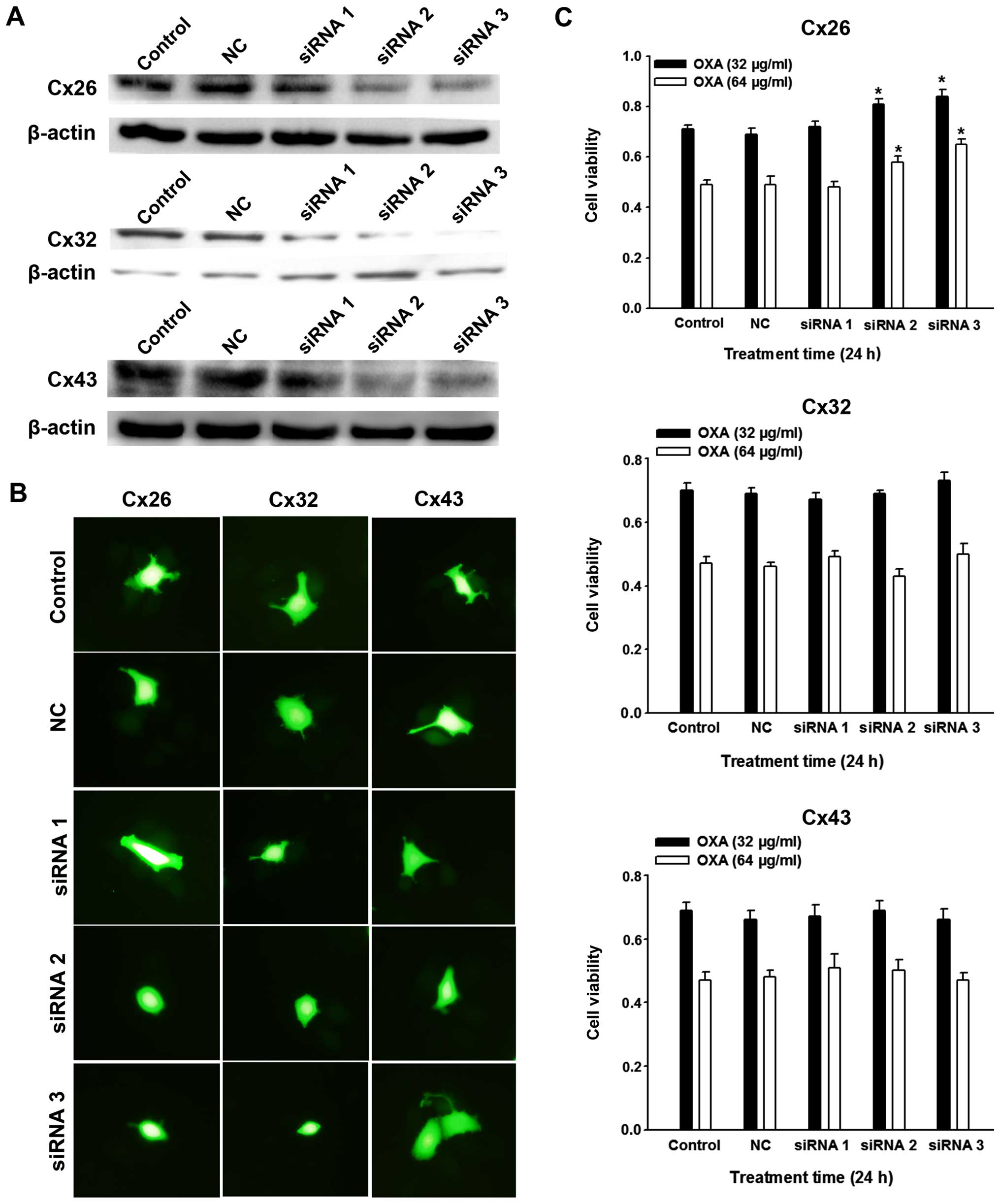 Impaired Gap Junctions In Human Hepatocellular Carcinoma Limit Intrinsic Oxaliplatin Chemosensitivity A Key Role Of Connexin 26