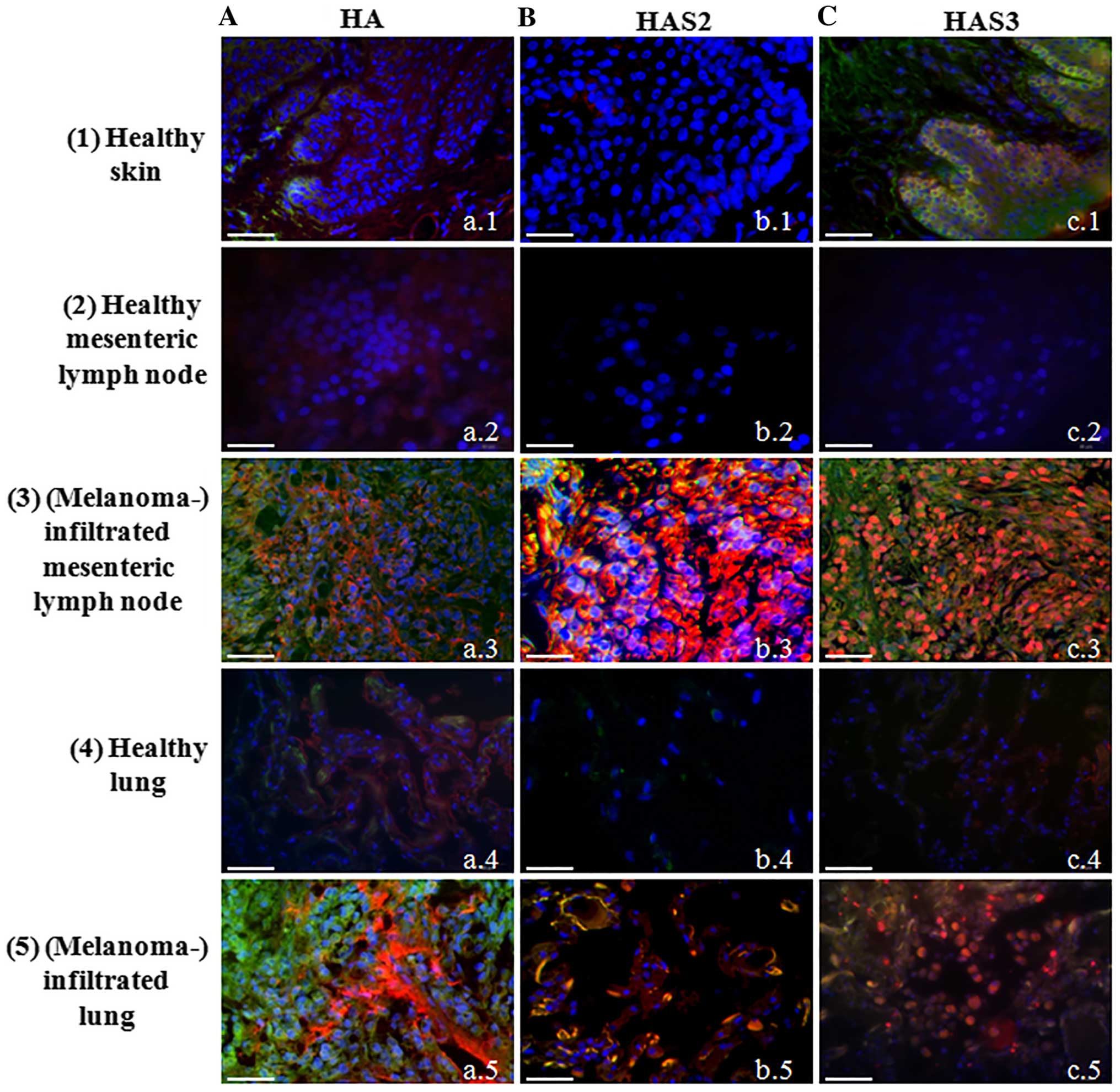 Where can i buy periactin