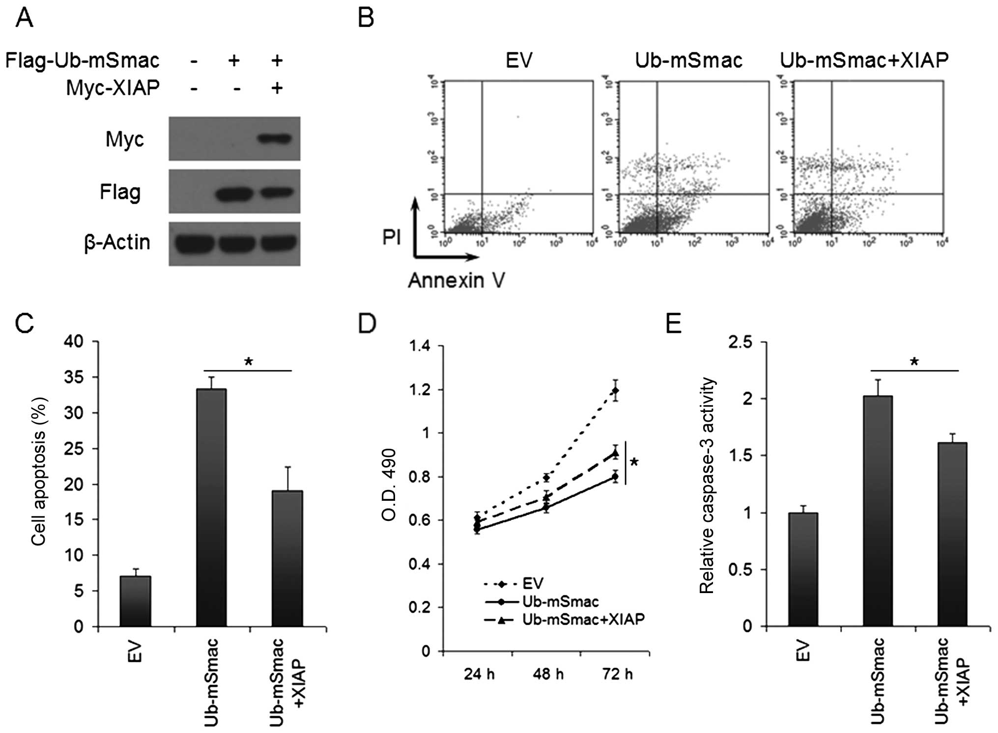 XIAP inhibits mature Smac-induced apoptosis by degrading 