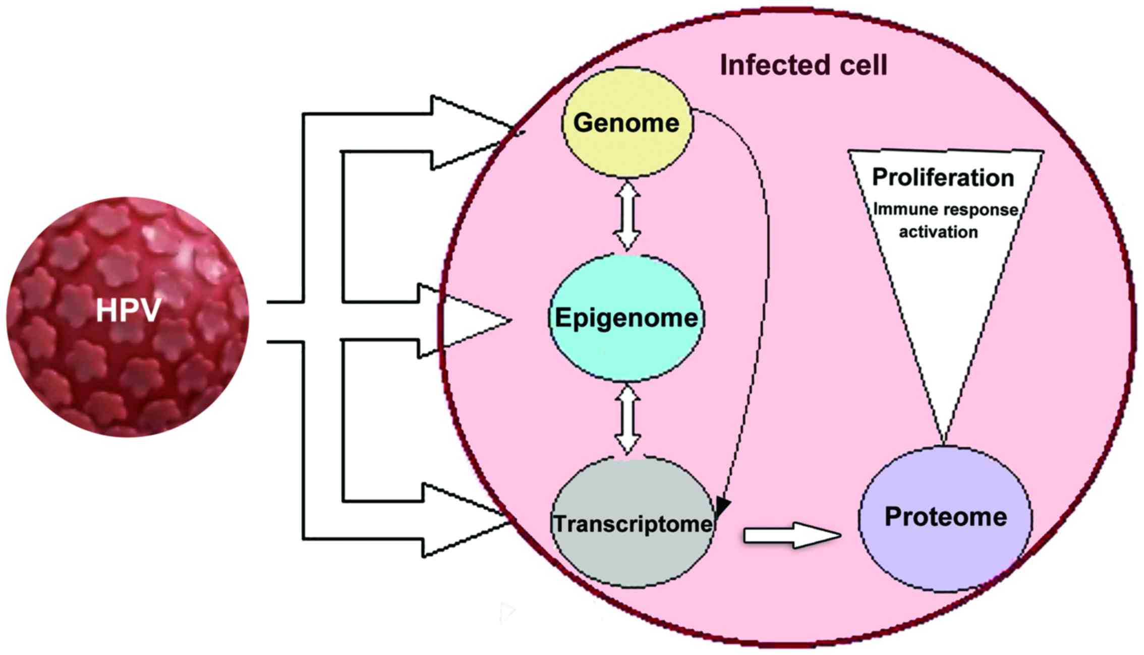 hpv életciklus-diagram papilloma különbség a genitális szemölcsöktől
