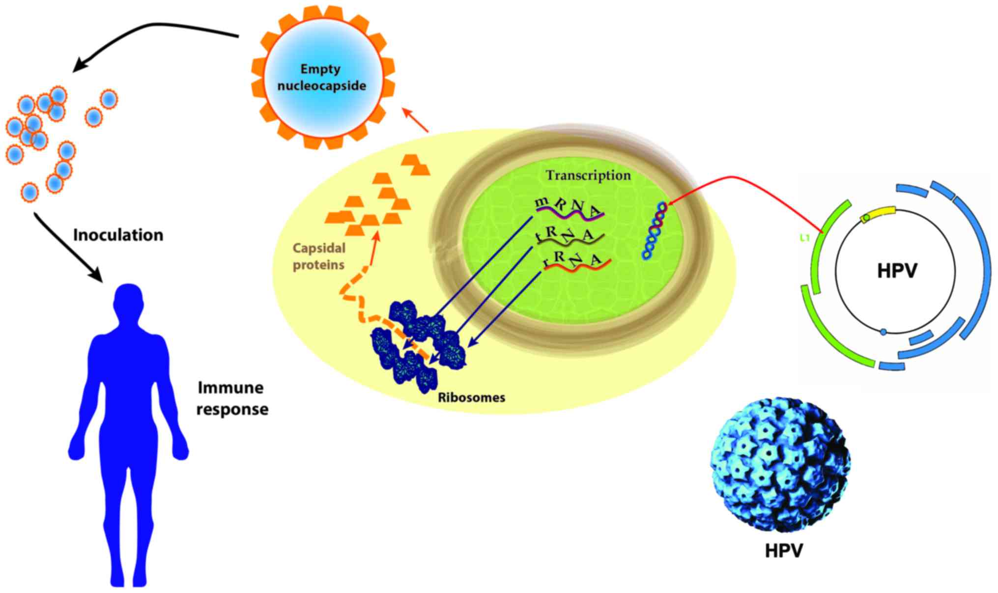 Human papillomavirus infection epidemiology and pathophysiology