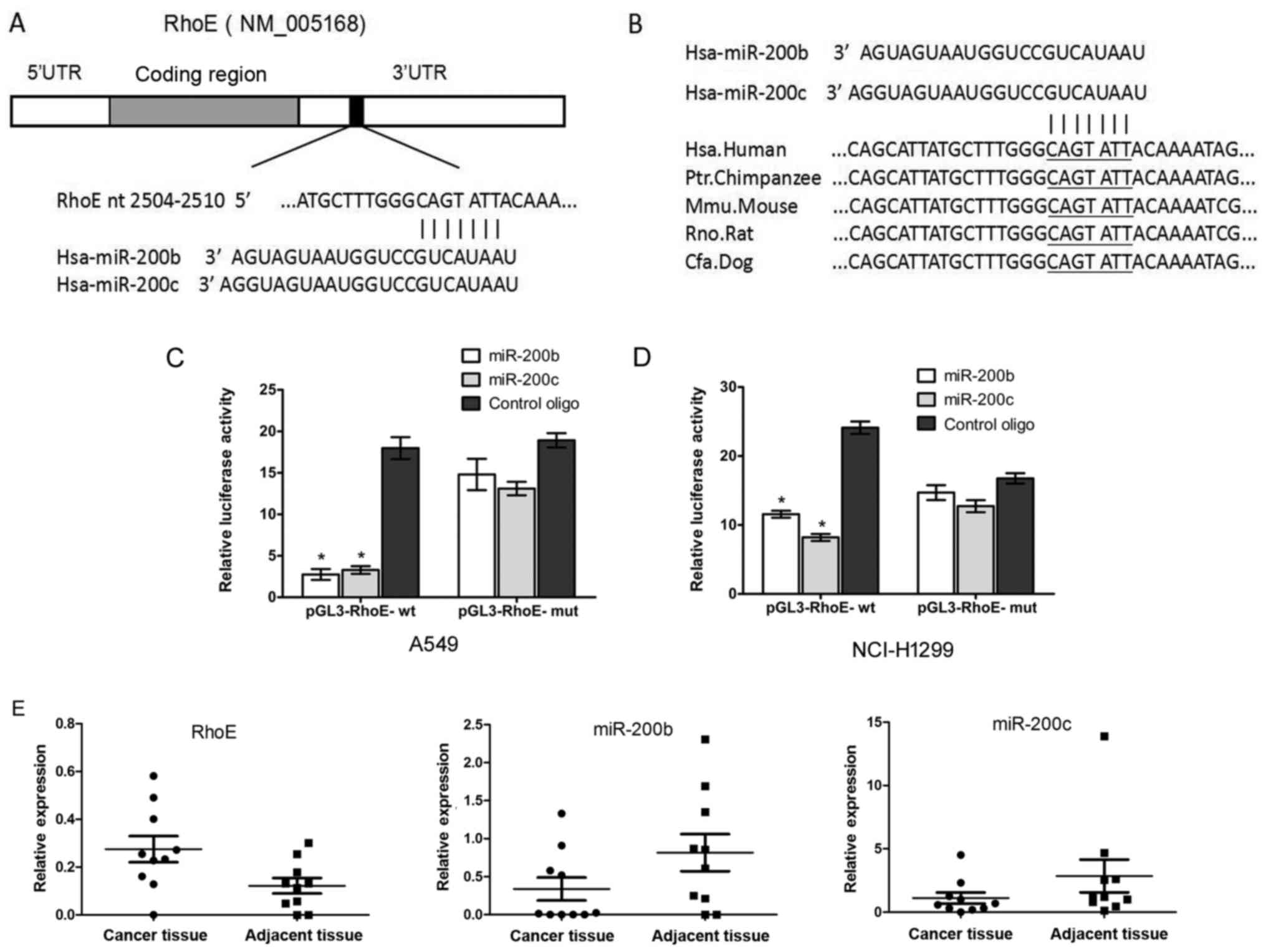 MiR 200b C Targets The Expression Of RhoE And Inhibits The