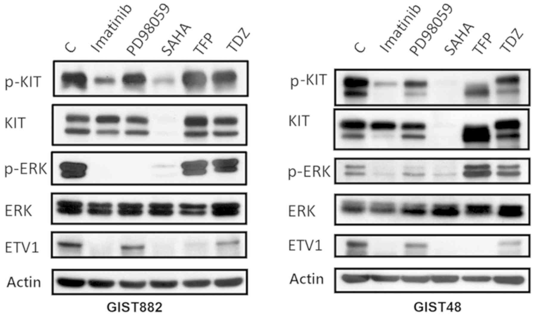 Identification of phenothiazine as an ETV1‑targeting agent in ...