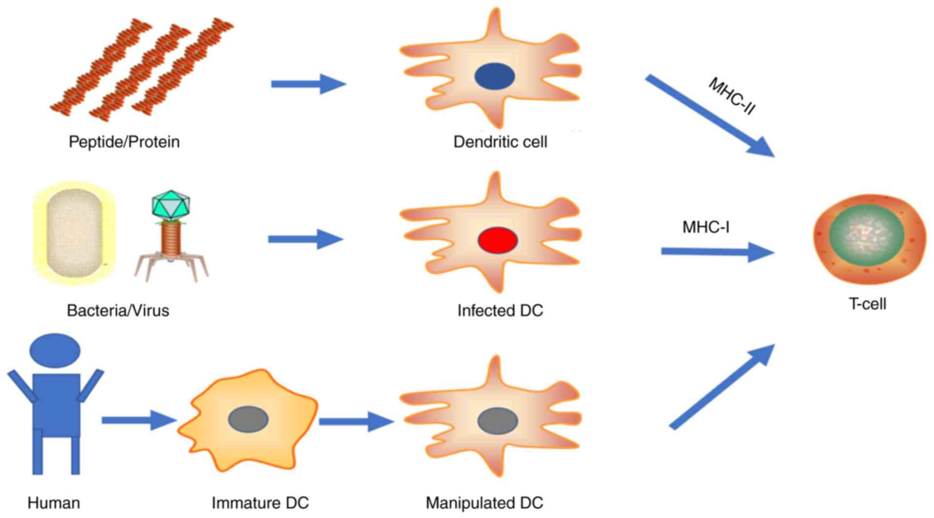 human papillomavirus antiviral