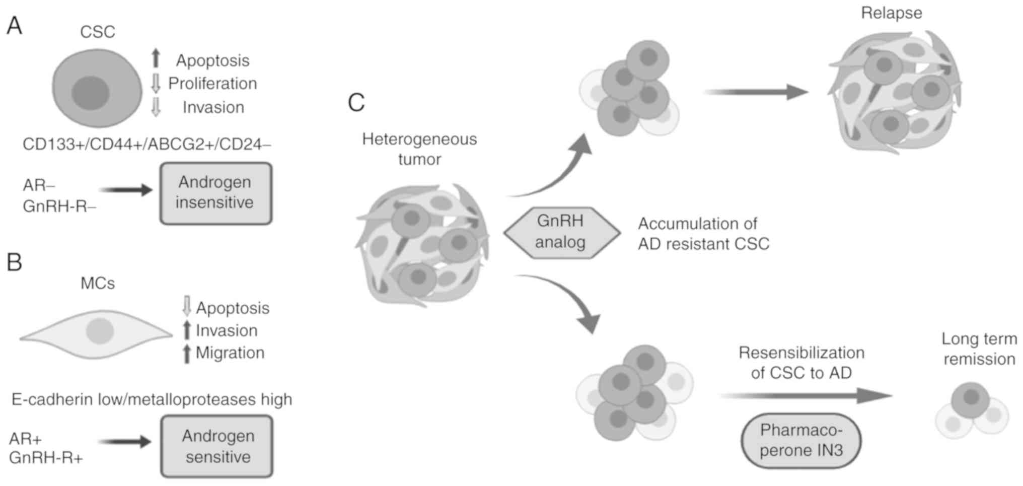 Cancer stem cell and mesenchymal cell cooperative actions in