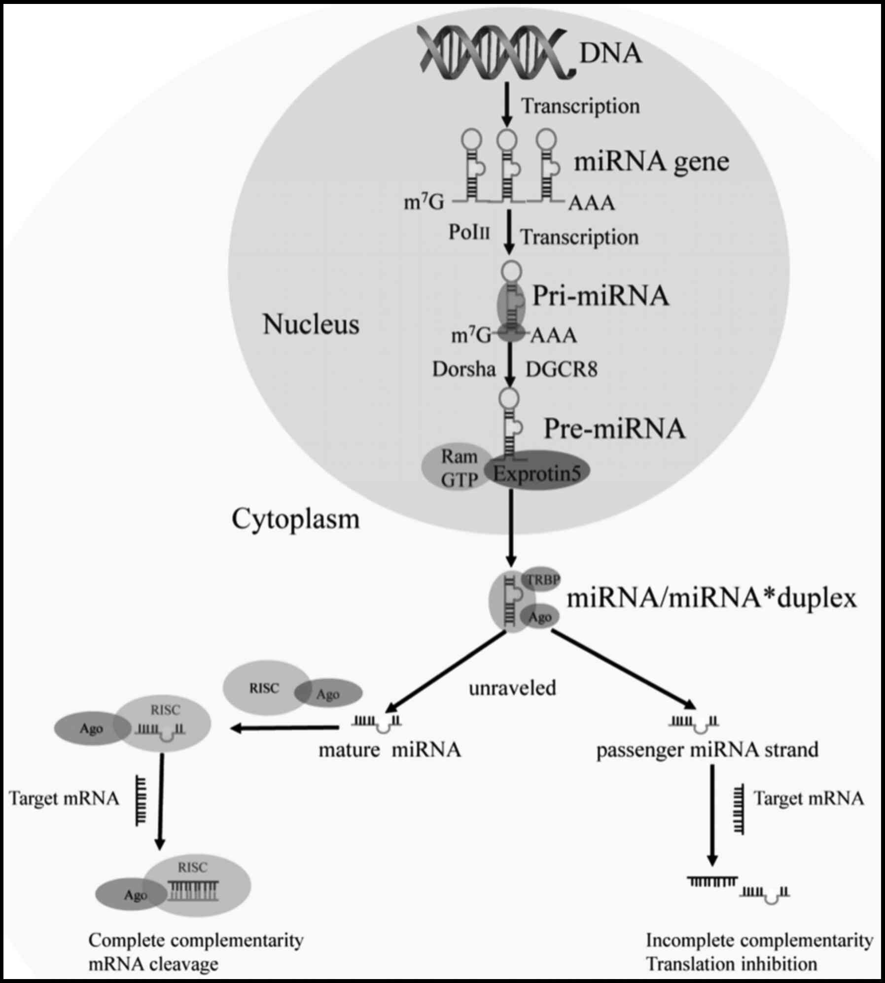 miRNAs as potential markers for breast cancer and regulators of 