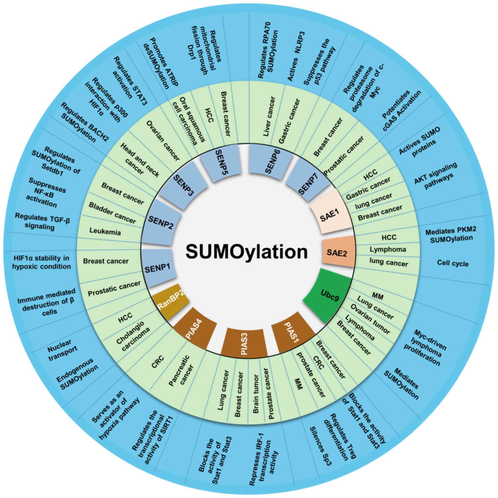 Frontiers  SUMO control of centromere homeostasis