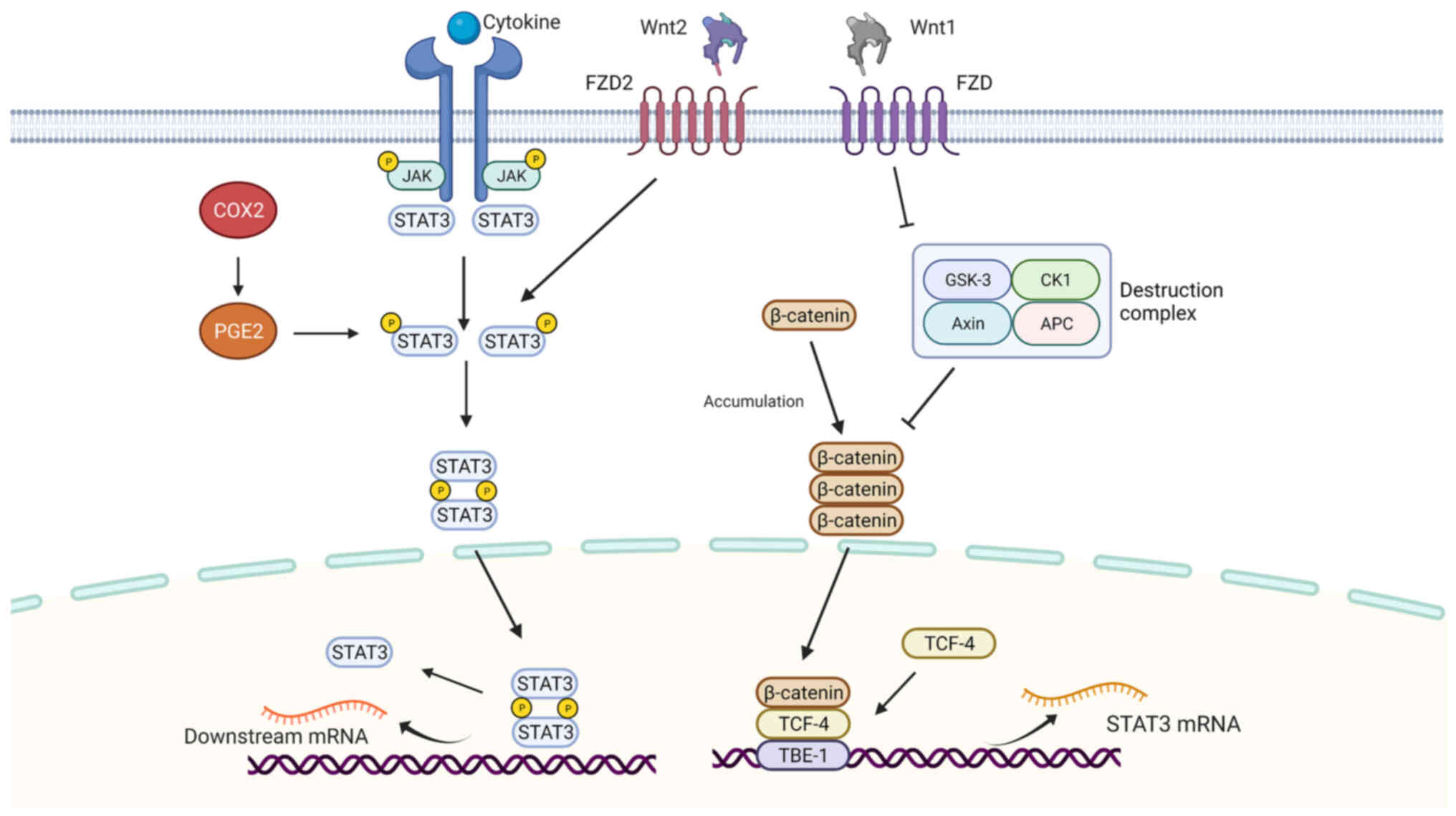 Molecular Mechanisms in Genetic Aortopathy–Signaling Pathways and Potential  Interventions