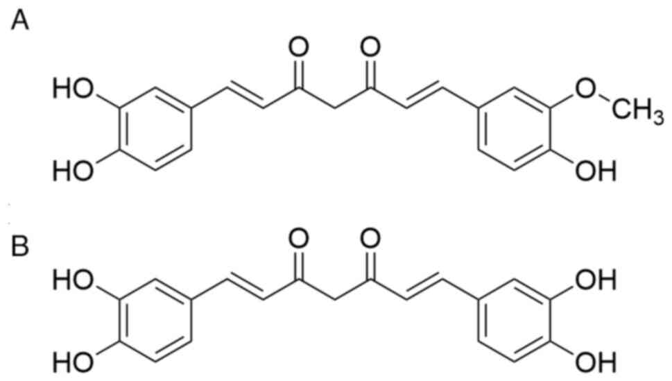 Molecular structures of
demethylcurcumin and bisdemethylcurcumin. (A) Demethylcurcumin and
(B) bisdemethylcurcumin are the two main forms of curcumin
metabolized in the body. In contrast to curcumin, demethylcurcumin
and bisdemethylcurcumin are formed due to one or two methyl groups
on the hydroxyl oxygens on the aryl rings being replaced by
hydrogen, respectively.