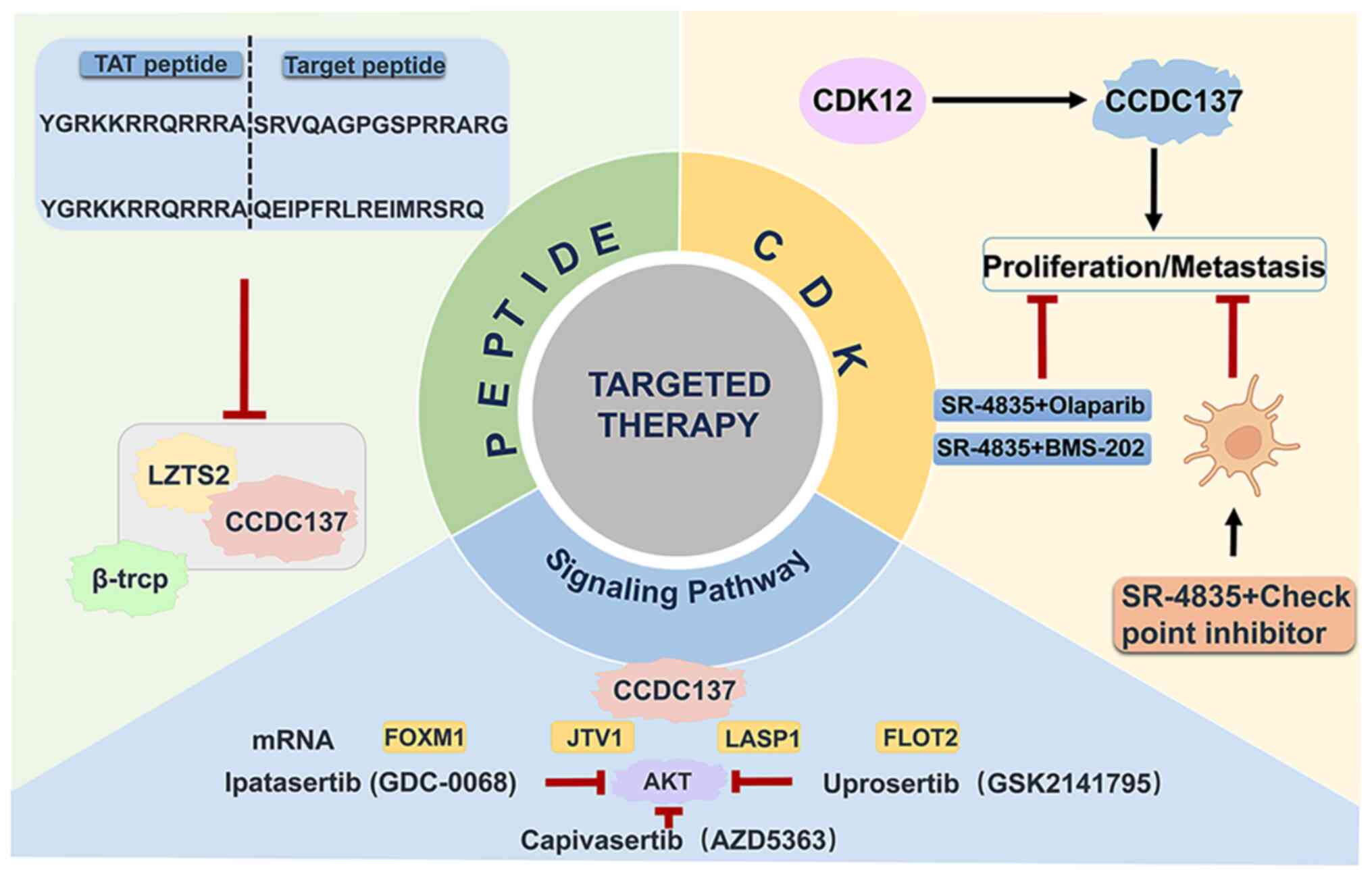 Targeted CCDC137 therapy. Peptides
targeting CCDC137-LZTS2 binding, designed via computational
methods, inhibit tumor growth and metastasis with minimal side
effects, showing synergy with immune checkpoint inhibitors. CCDC137
activates β-catenin and AKT pathways, promoting cancer; inhibitors
such as ipatasertib and niclosamide target these pathways for
therapy. CCDC137 is enriched in cell cycle pathways
(G1/S; G2/M) across cancers such as glioma,
liver and lung, predicting poorer survival. In colorectal cancer,
CCDC137 enhances proliferation and metastasis via CDK12, while
CCDC68 inhibits growth through the RXRα/ITCH/CDK4 axis. Targeting
CDK12 or cyclins offers potential anticancer strategies. CCDC,
coiled-coil domain containing protein.