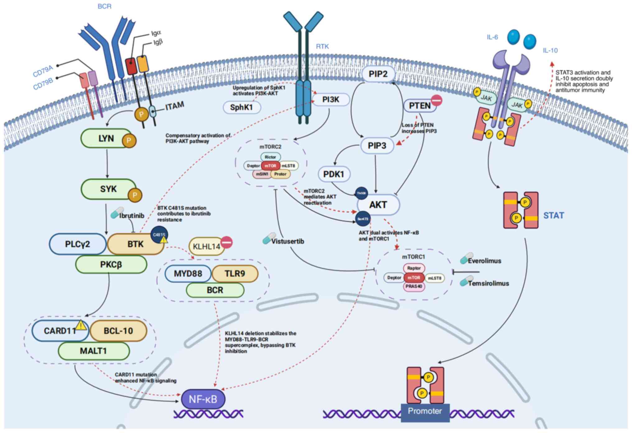 Key signaling pathways in diffuse
large B-cell lymphoma and their roles in driving tumorigenesis and
chemoresistance, alongside novel targeted therapeutic agents.
Created with BioRender.com. BCR, B-cell receptor; SYK, spleen
tyrosine kinase; PLCγ2, phospholipase C γ2; BTK, Bruton tyrosine
kinase; PKCβ, protein kinase Cβ; CARD11, caspase recruitment
domain-containing protein 11; MALT1, mucosa-associated lymphoid
tissue lymphoma translocation protein 1; KLHL14, Kelch-like protein
14; MYD88, myeloid differentiation factor 88; TLR9, Toll-like
receptor 9; SphK1, sphingosine kinase 1; mTORC, mTOR complex; PIP2,
phosphatidylinositol 4,5-bisphosphate; PIP3, phosphatidylinositol
3,4,5-trisphosphate; PTEN, phosphatase and tensin homolog; PDK1,
phosphoinositide-dependent kinase-1; ITAM, immunoreceptor
tyrosine-based activation motif; LYN, Src family tyrosine kinase;
RTK, receptor tyrosine kinase; PRAS40, proline-rich AKT substrate
of 40 kDa; mLST8, mammalian lethal with SEC13 protein 8 (a
component of mTORC1 and mTORC2).