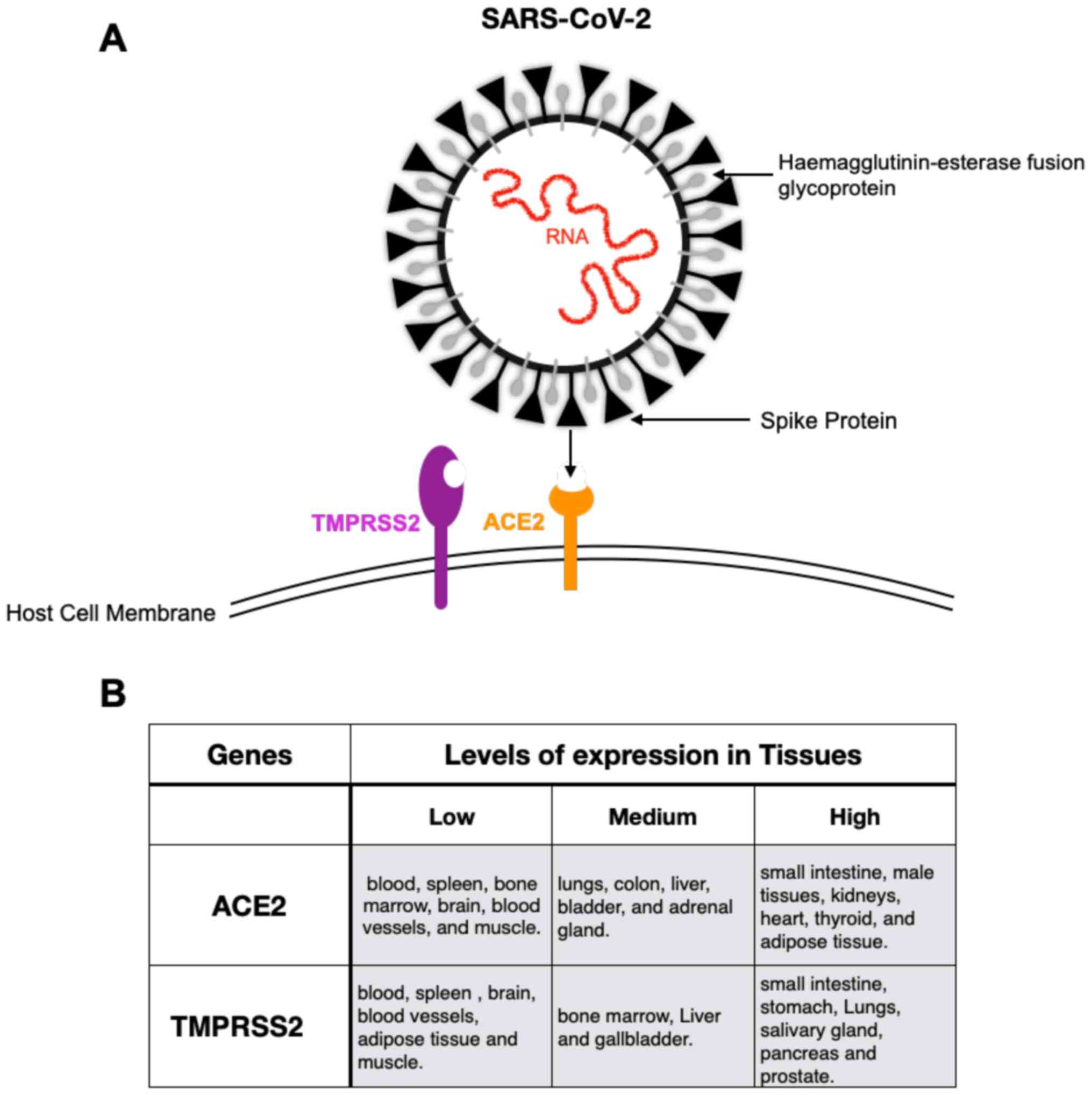 Jornal Brasileiro de Pneumologia - Liver transplantation in a