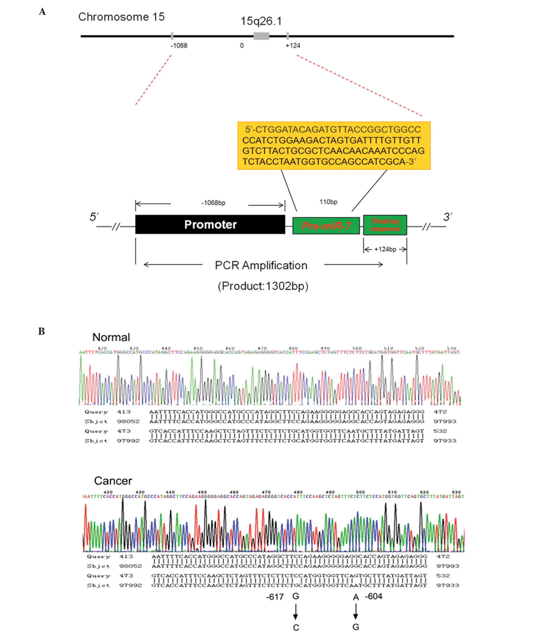 Schematic representations of the flanking regions of the target gene